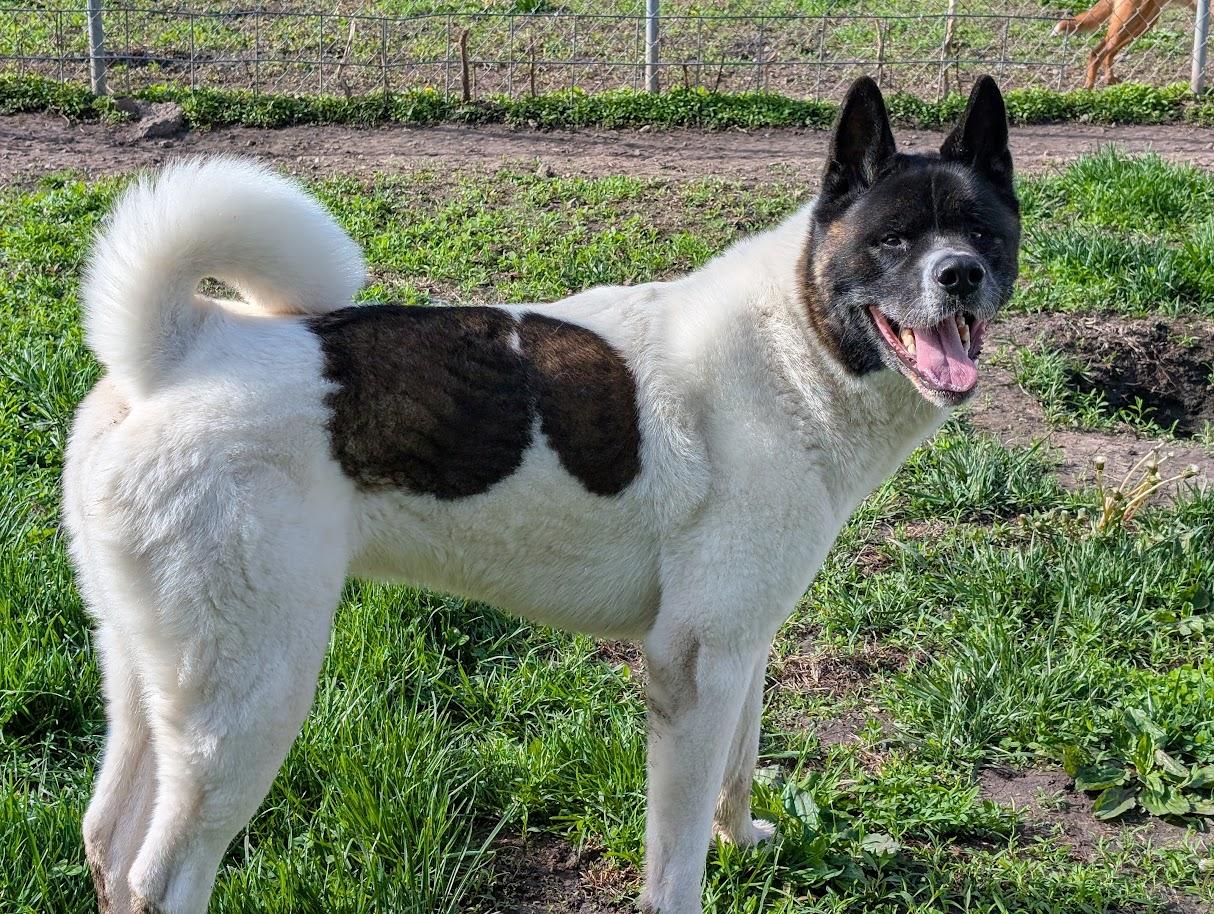 Toka, Adoptable, Adult Male Akita.