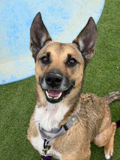 Lola - 2, Adoptable, Adult Female Shepherd & Mixed Breed.