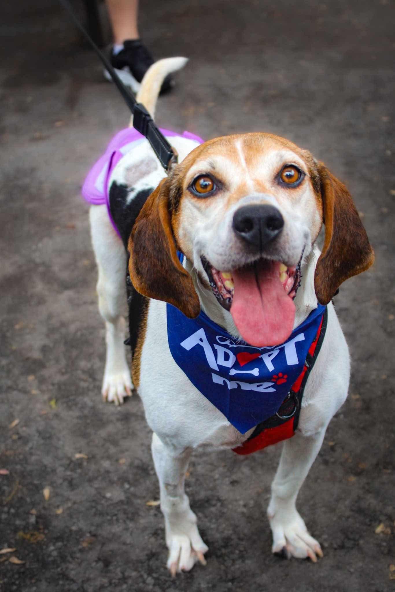 Enlarge Peaches, a Adoptable Hound in Westwood, NJ image 2/6