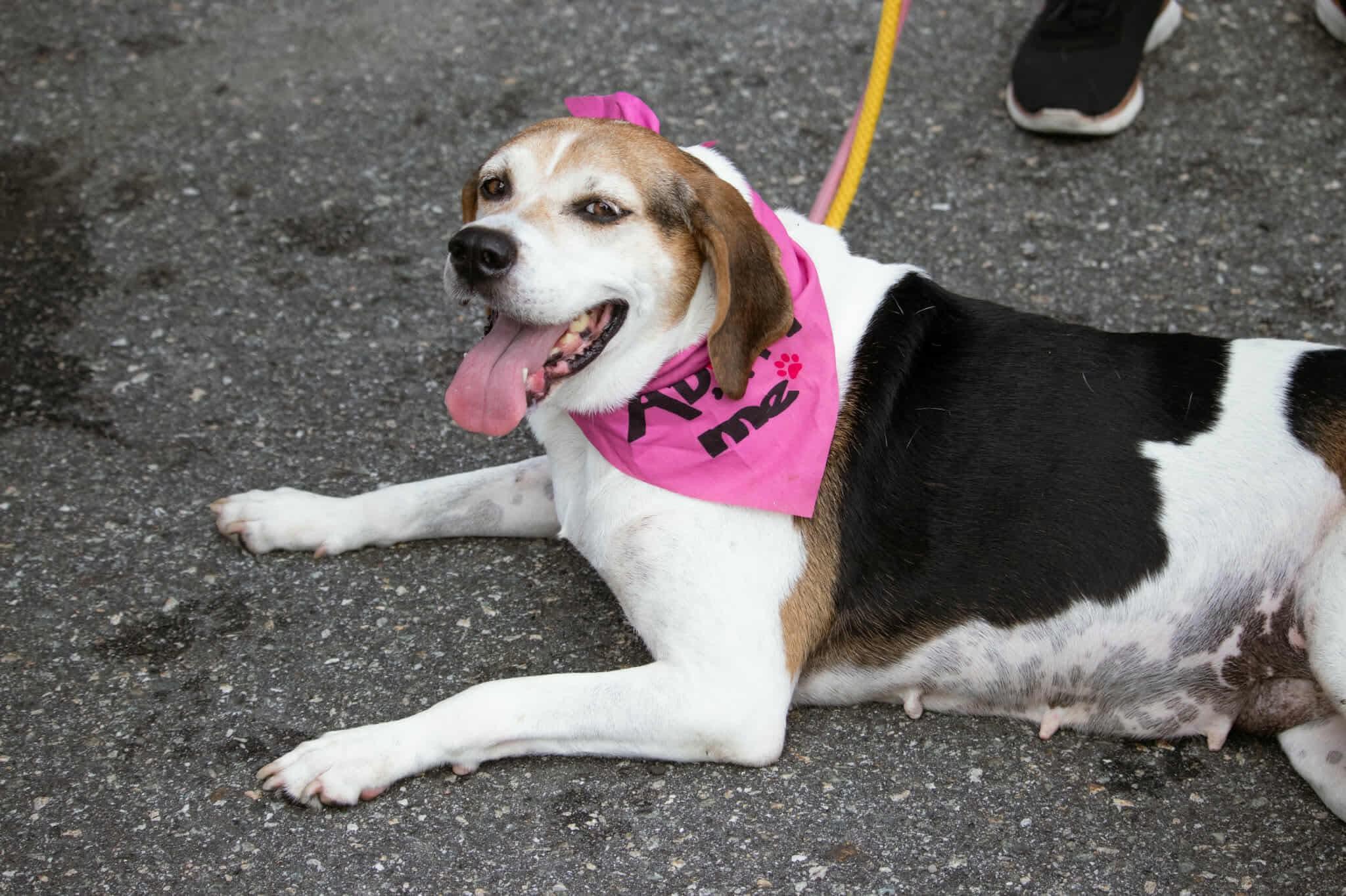 Enlarge Peaches, a Adoptable Hound in Westwood, NJ image 3/6