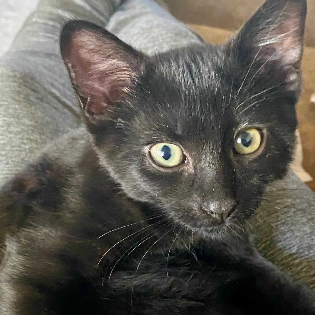 Zelda, Adoptable, Kitten Female Domestic Short Hair.