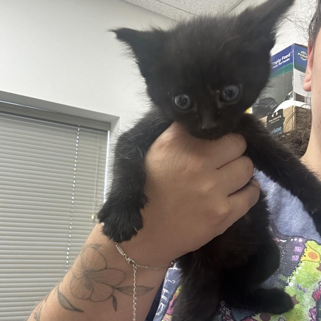 Enlarge Zelda, a Adoptable Domestic Short Hair in Ashland, OR image 2/2