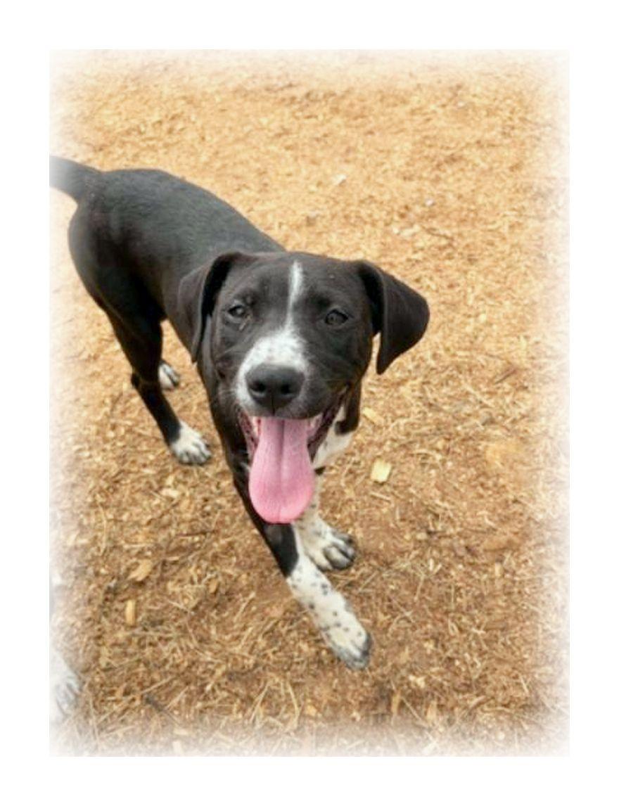 Enlarge Roo, a ADOPTABLE mixed breed in Melbourne, AR image 1/4