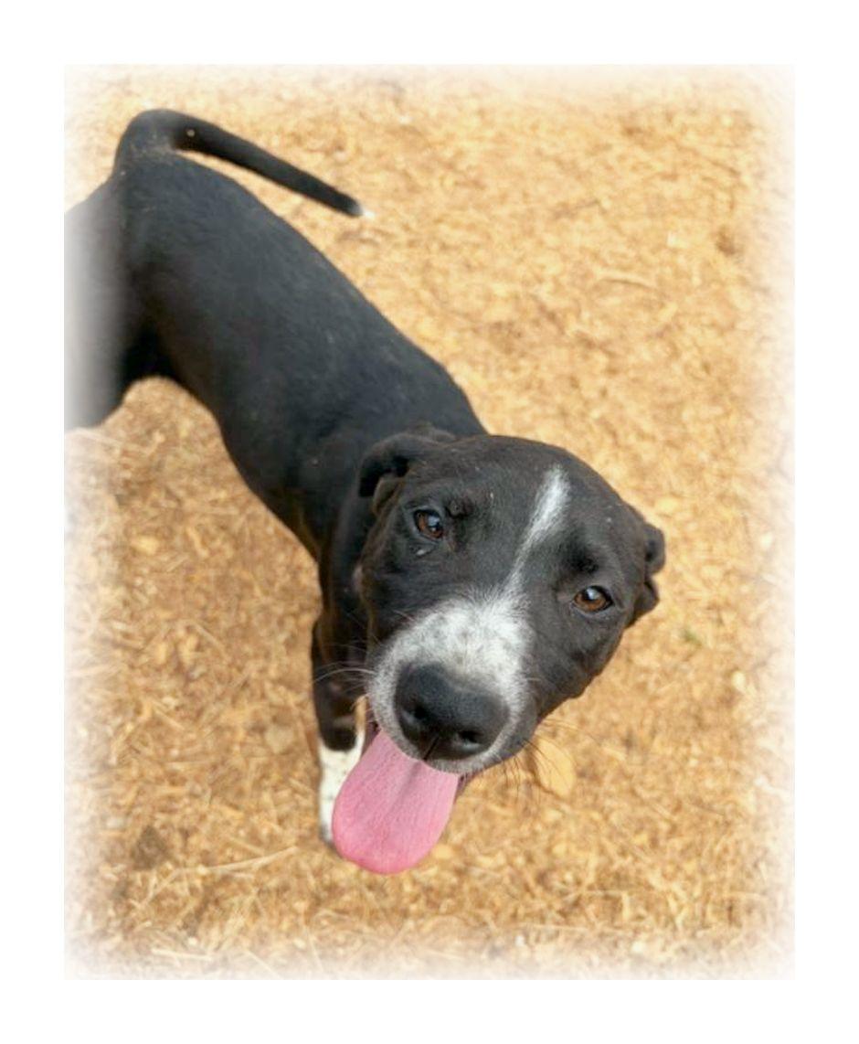 Enlarge Roo, a ADOPTABLE mixed breed in Melbourne, AR image 4/4