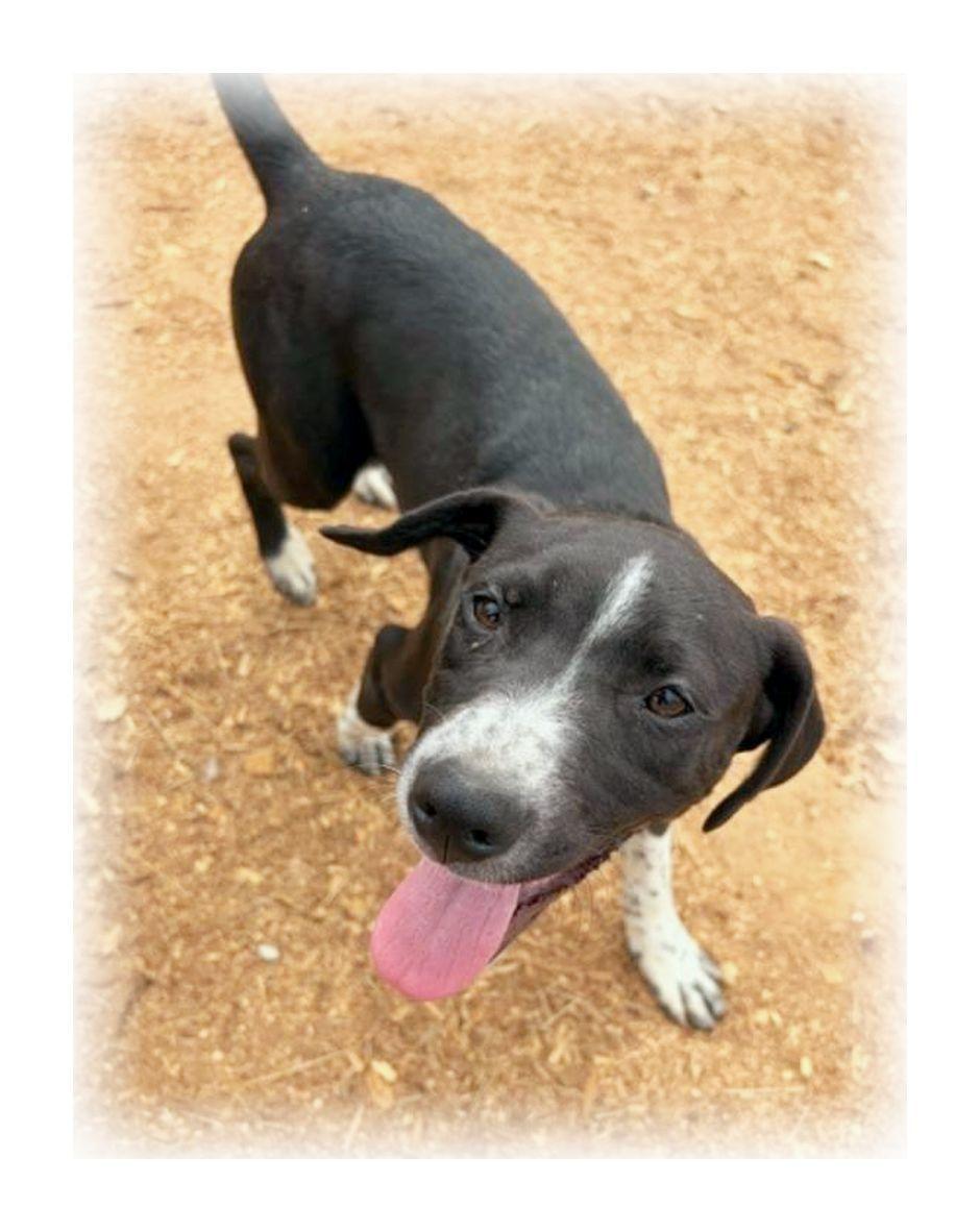 Enlarge Roo, a ADOPTABLE mixed breed in Melbourne, AR image 3/4