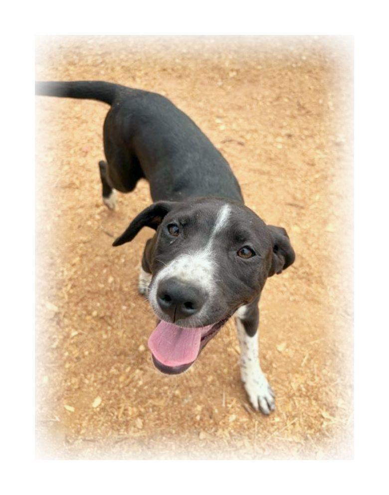 Enlarge Roo, a ADOPTABLE mixed breed in Melbourne, AR image 2/4