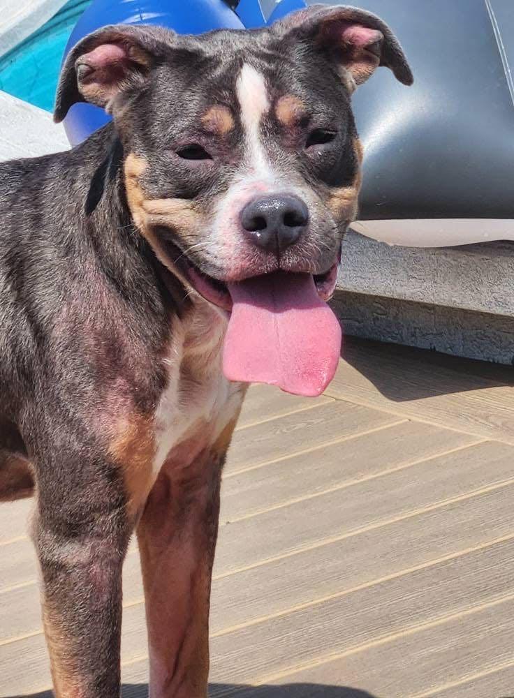 Enlarge Sara (in a FOSTER home), a Adoptable mixed breed in Springfield, IL image 2/2