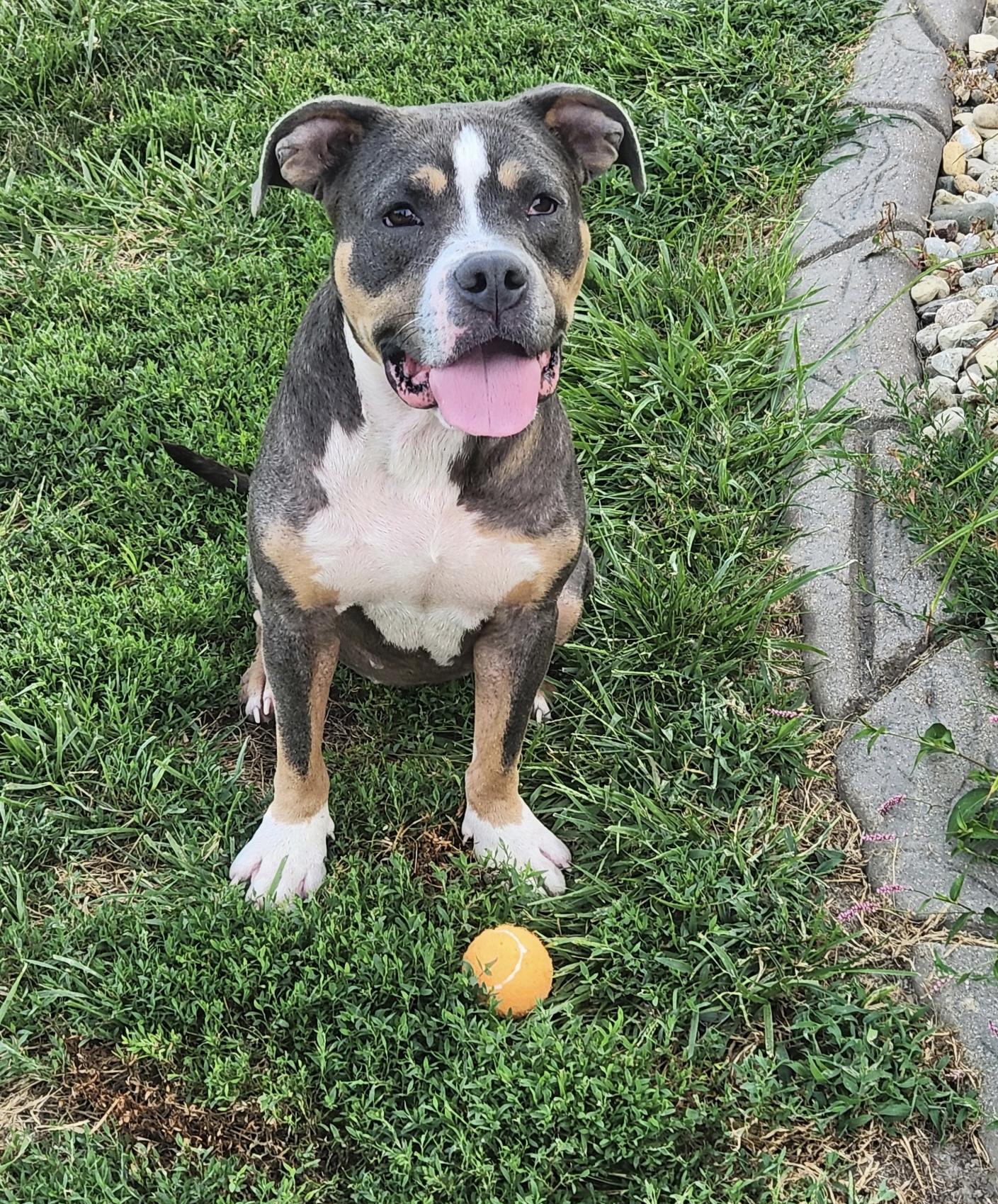Sara (in a FOSTER home), Adoptable, Adult Female Pit Bull Terrier & Mixed Breed.