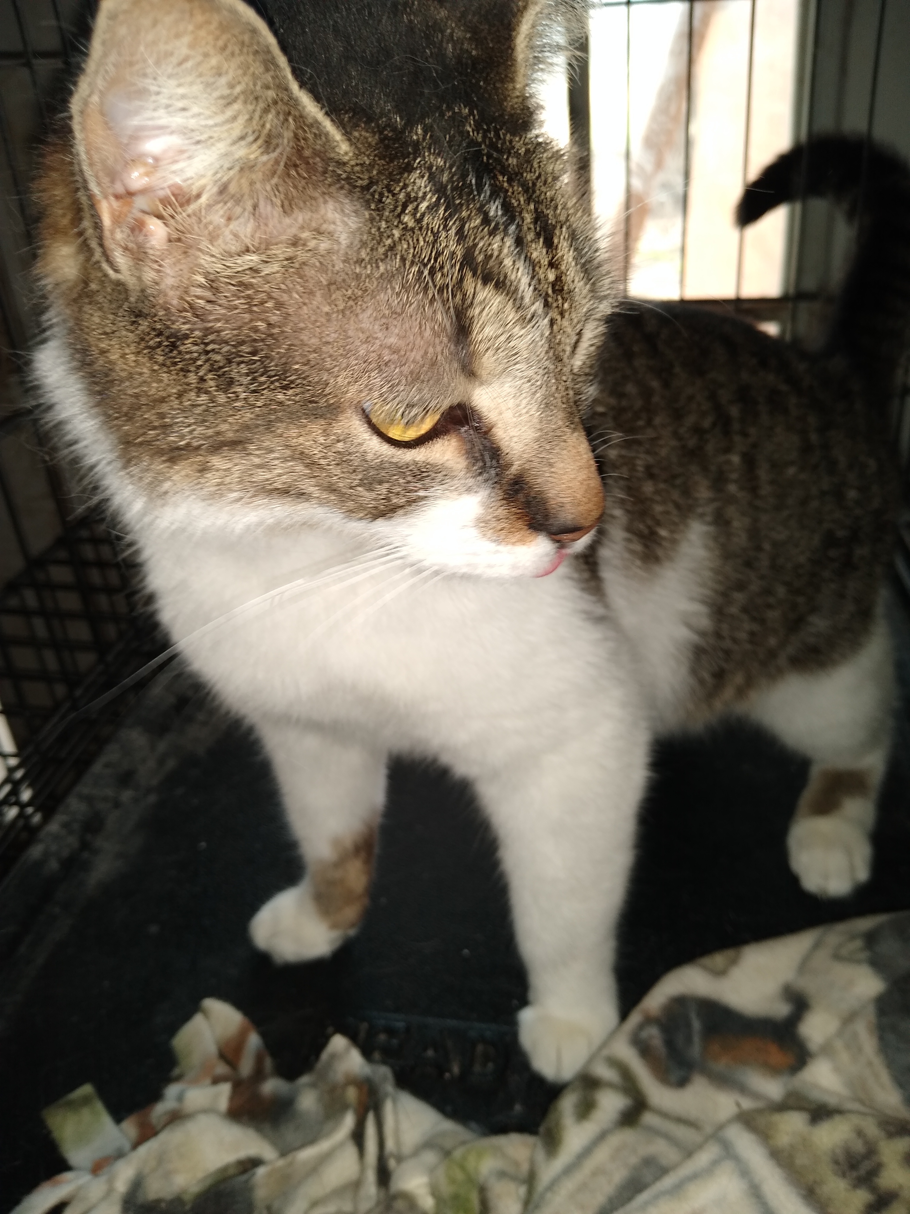 Enlarge Clyde, a Adoptable mixed breed in Jasonville, IN image 1/6