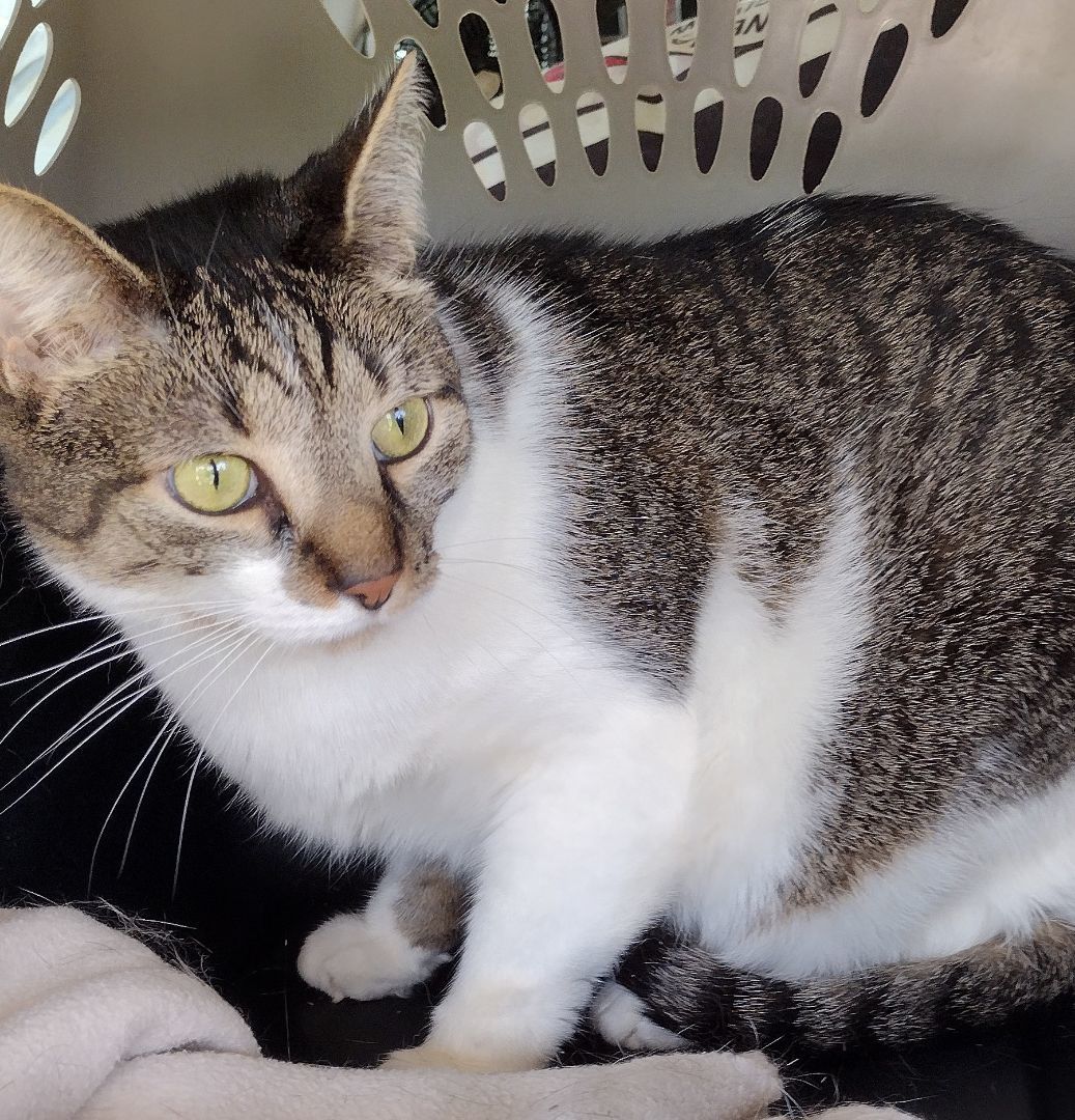 Enlarge Clyde, a Adoptable mixed breed in Jasonville, IN image 2/6