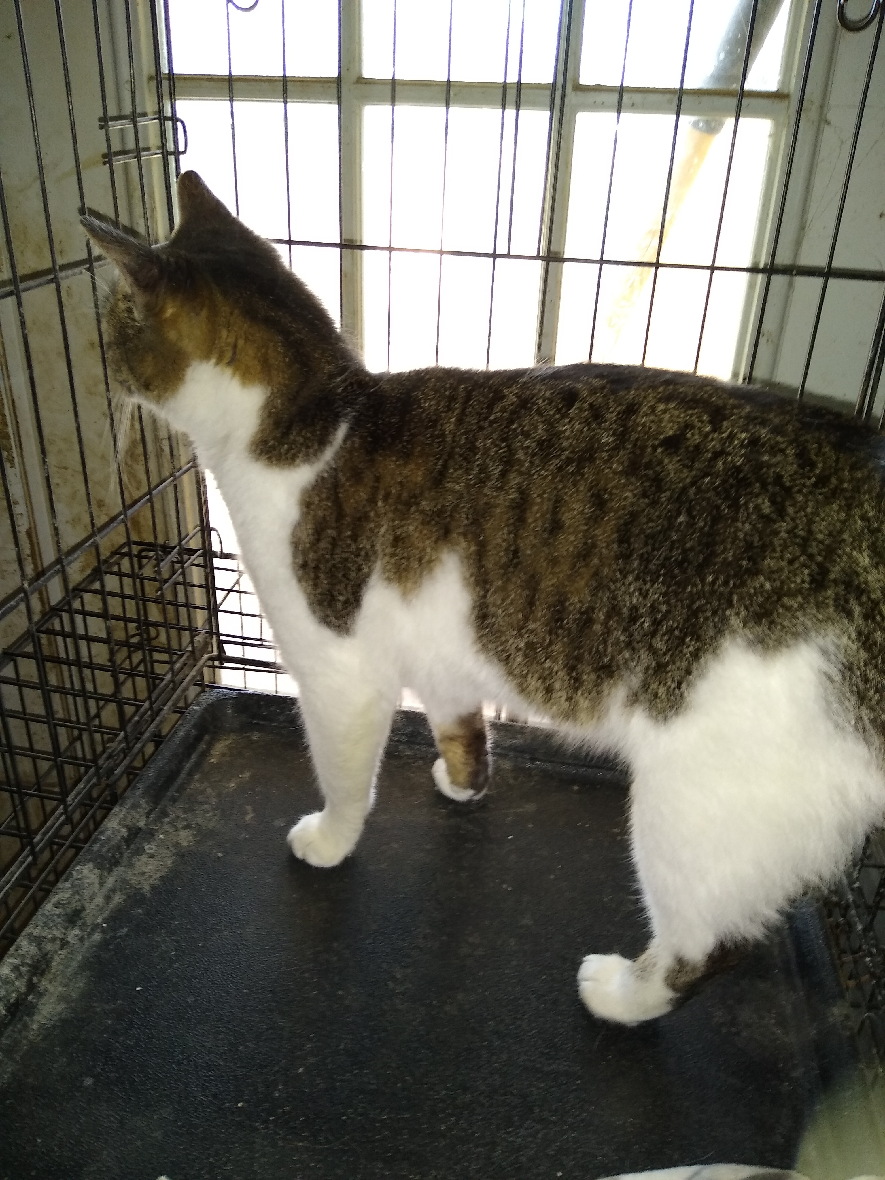 Enlarge Clyde, a Adoptable mixed breed in Jasonville, IN image 3/6