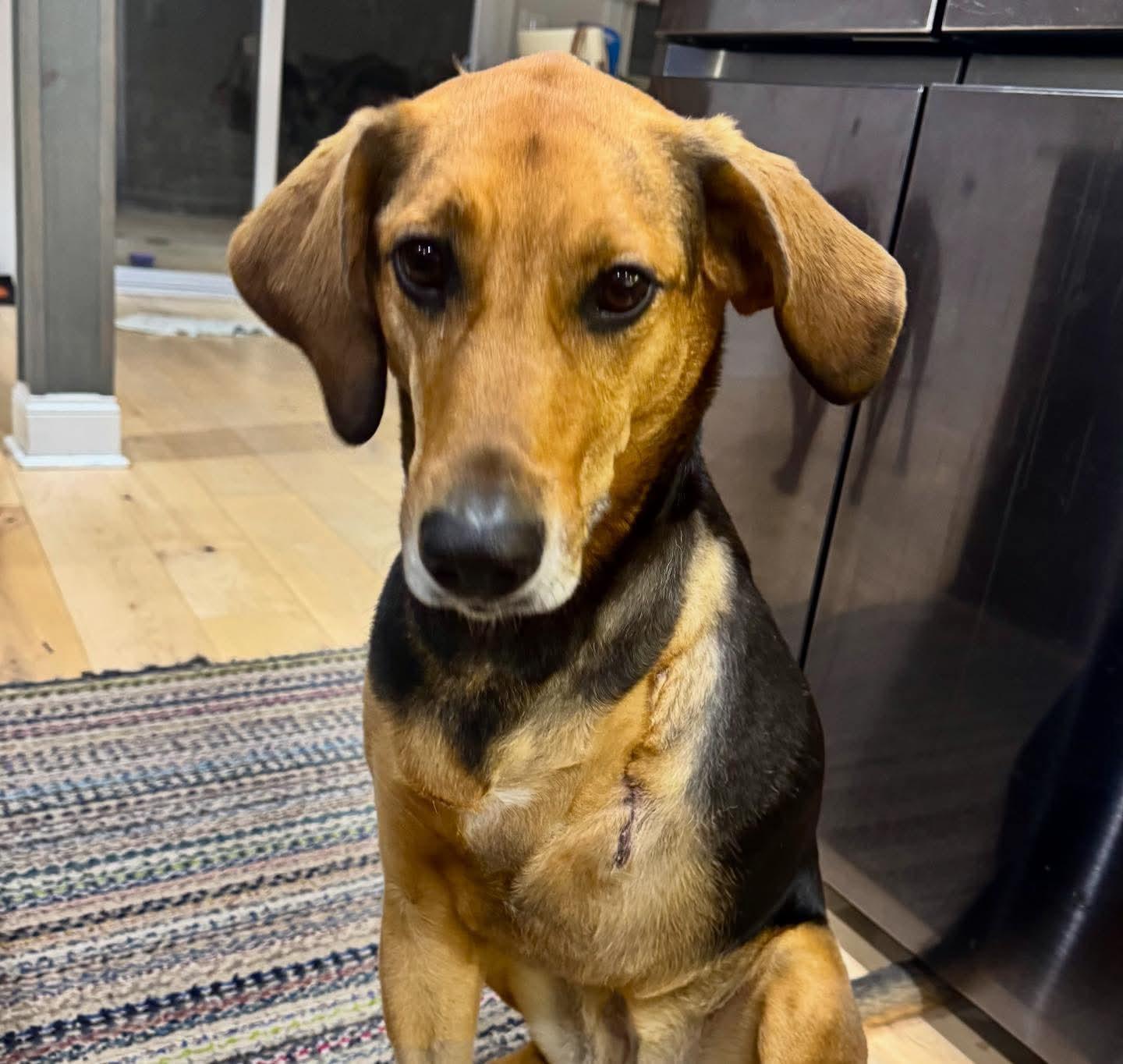 Venus, a Adoptable mixed breed in Raleigh, NC image 1/2