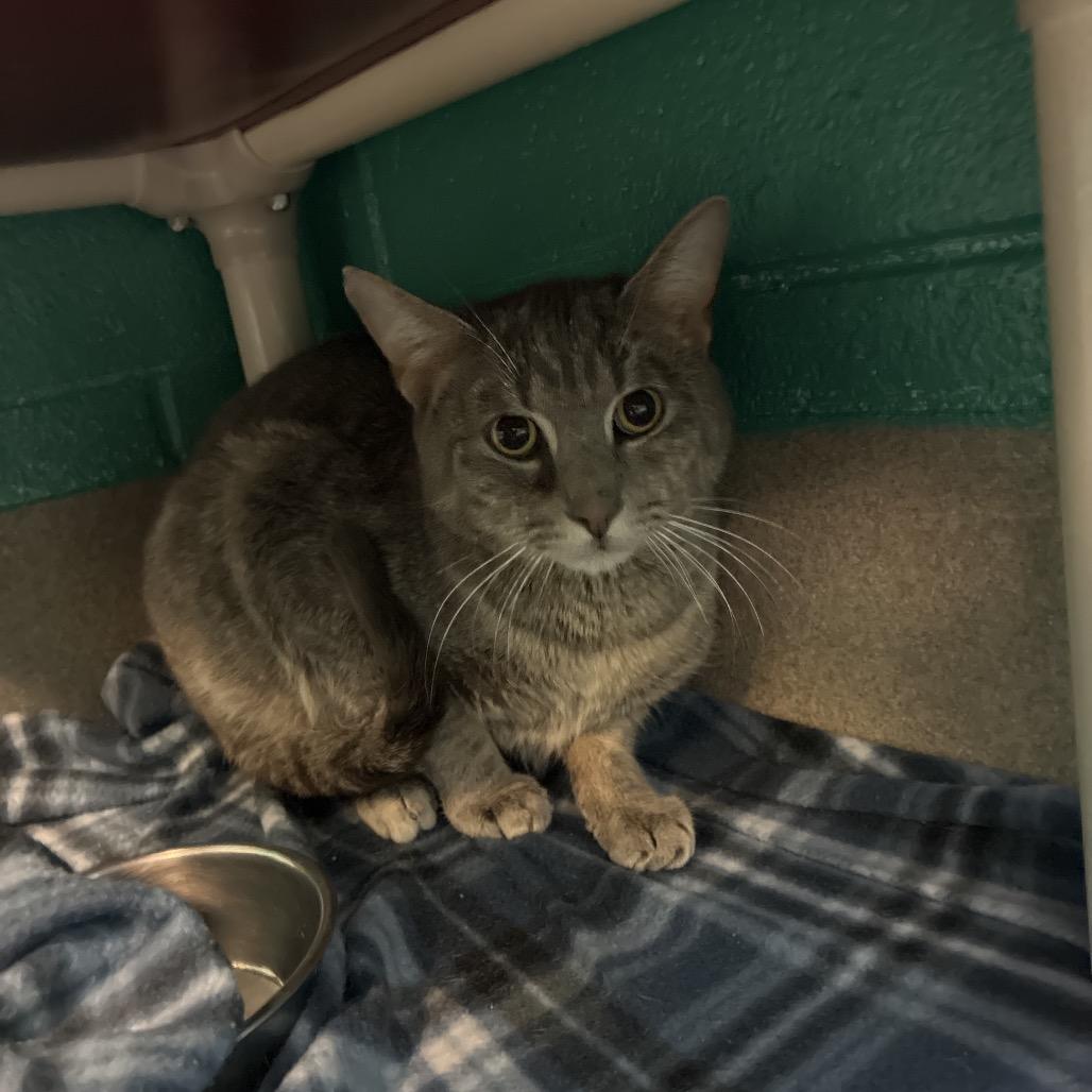 Enlarge Tucker, a Adoptable Domestic Short Hair in Fredericksburg, VA image 1/1