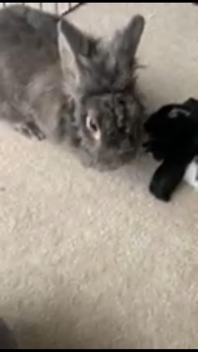 Beans & Plum, Adoptable, Adult Male Holland Lop & Lionhead.