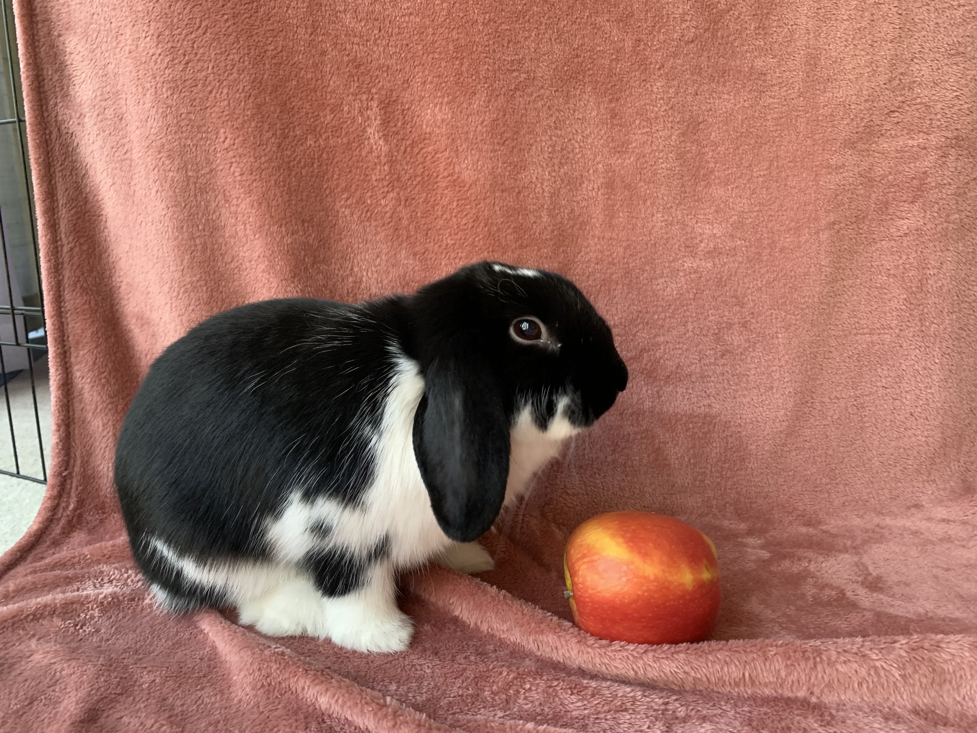 Enlarge Beans & Plum, a Adoptable mixed breed in Atlantic Highlands, NJ image 2/4