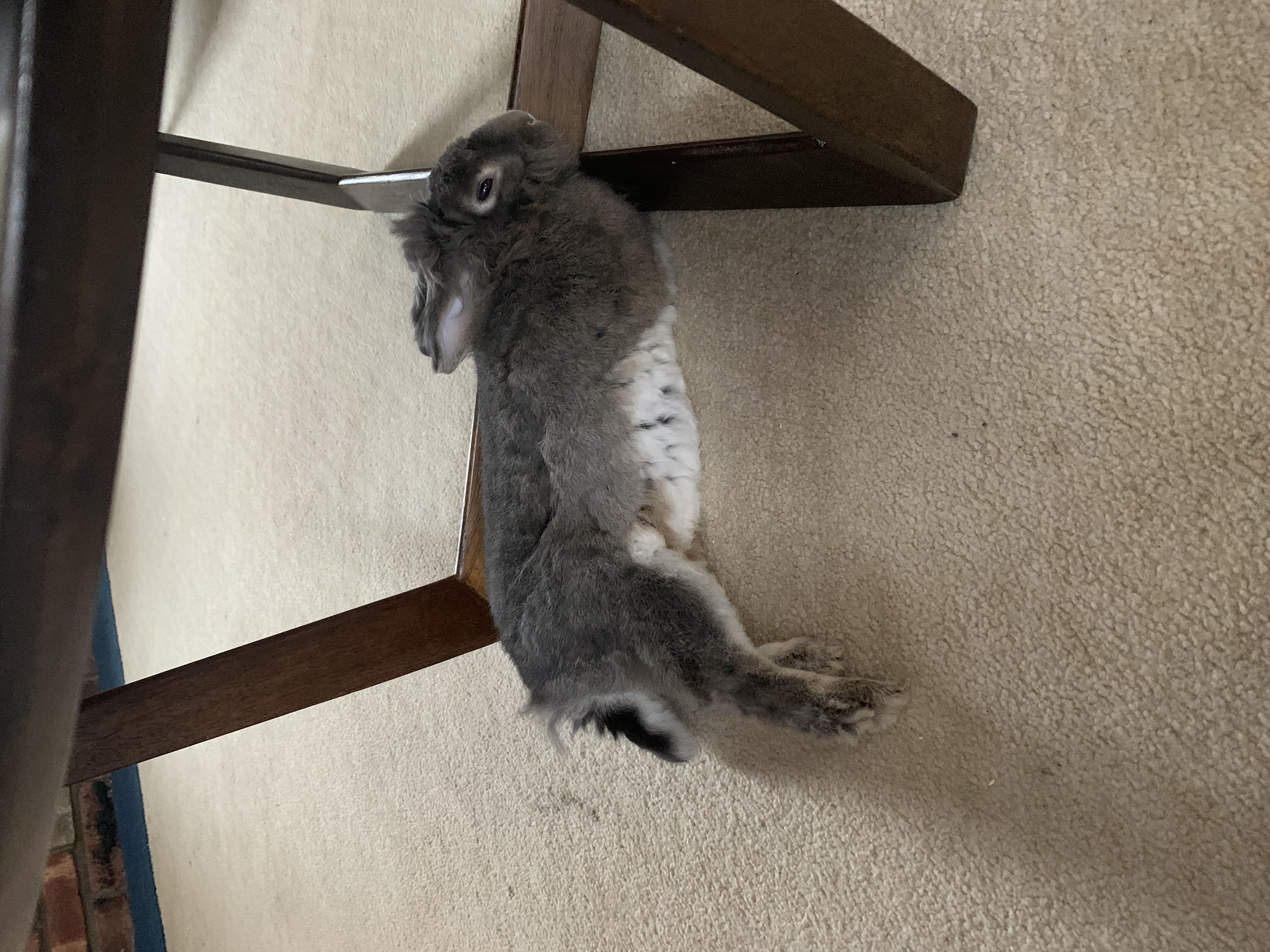 Enlarge Beans & Plum, a Adoptable mixed breed in Atlantic Highlands, NJ image 3/4