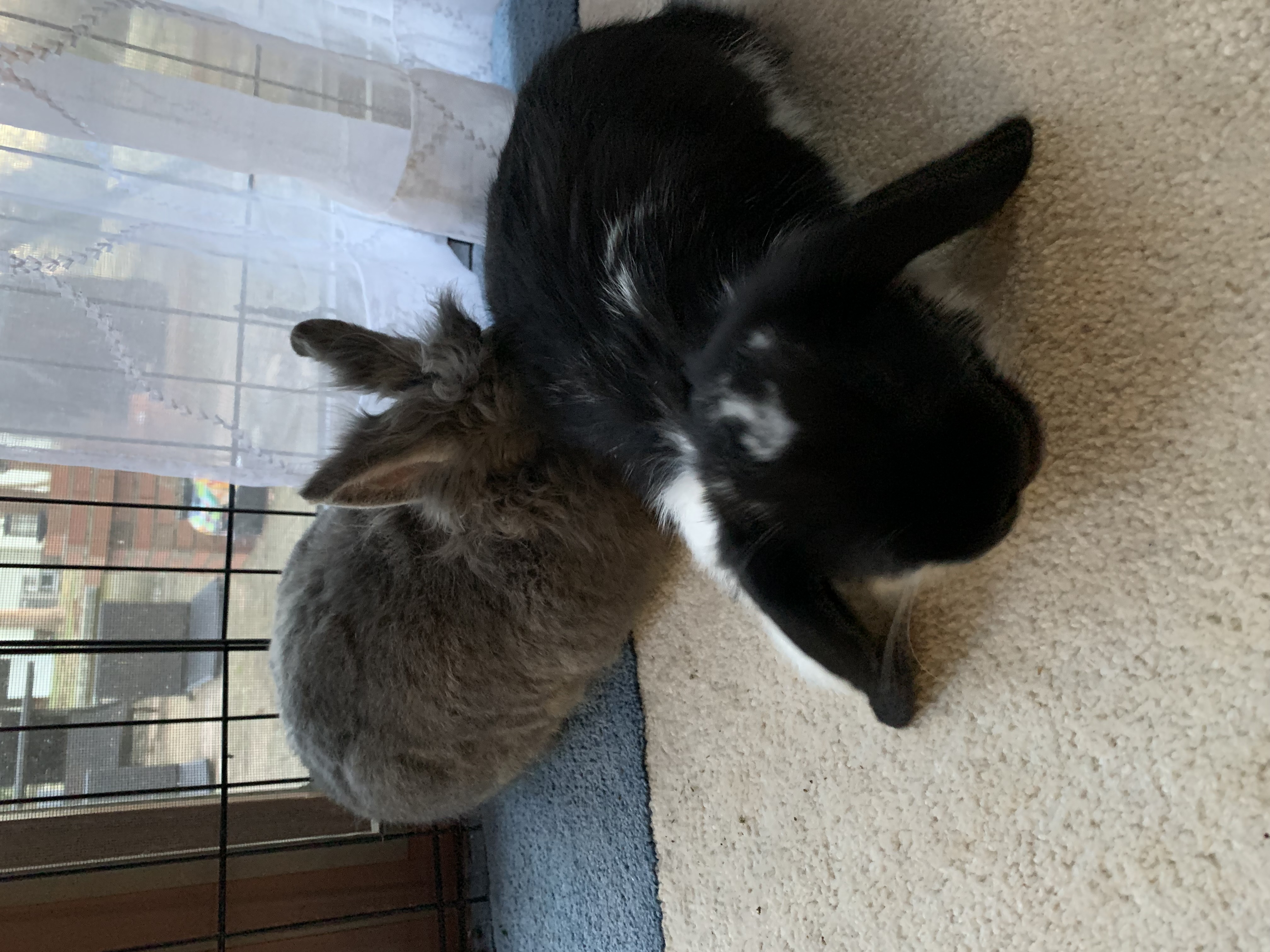 Enlarge Beans & Plum, a Adoptable mixed breed in Atlantic Highlands, NJ image 4/4