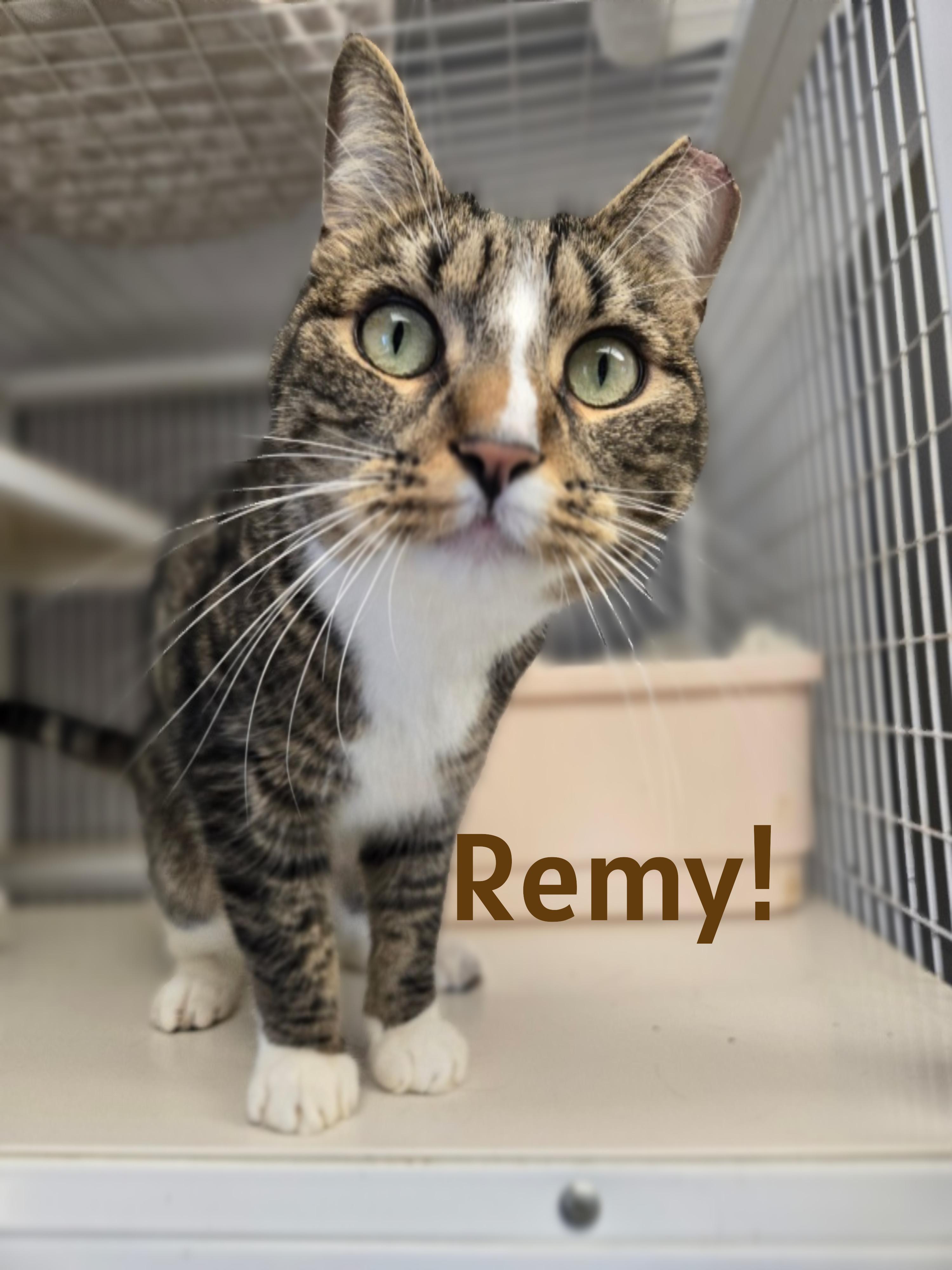 Remy, ADOPTABLE, Adult Male Domestic Short Hair.