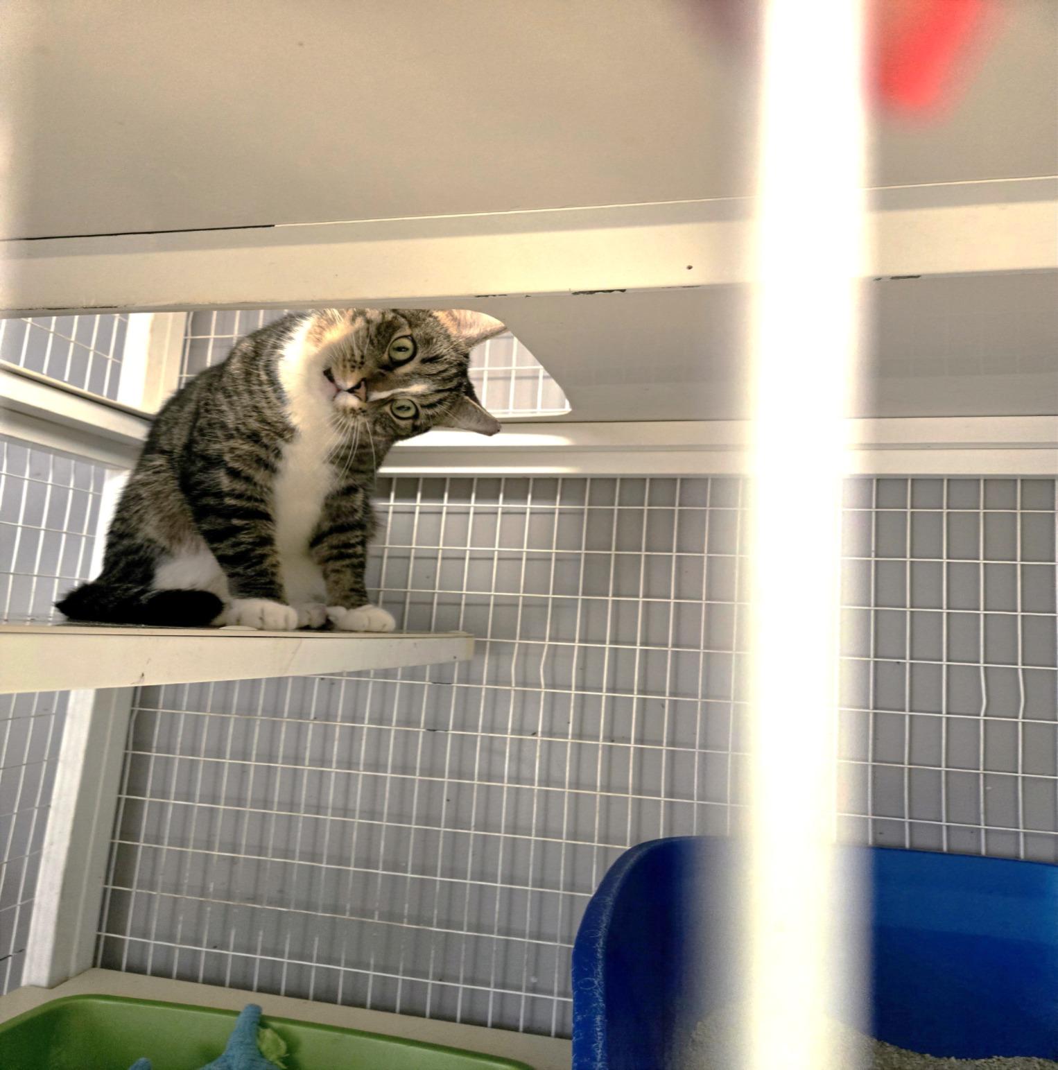 Remy, a ADOPTABLE Domestic Short Hair in Milford, CT image 4/4