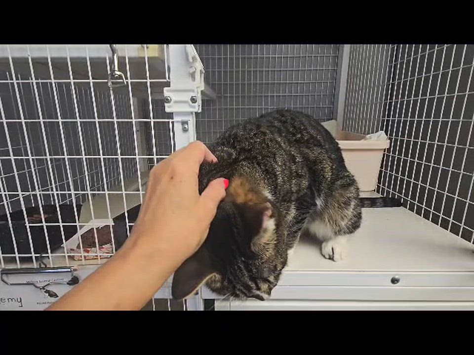 Enlarge Remy, a ADOPTABLE Domestic Short Hair in Milford, CT video 2/4