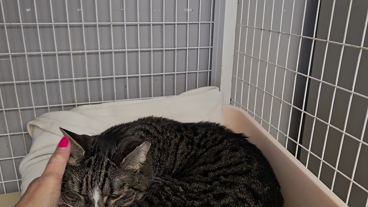 Enlarge Remy, a ADOPTABLE Domestic Short Hair in Milford, CT video 3/4