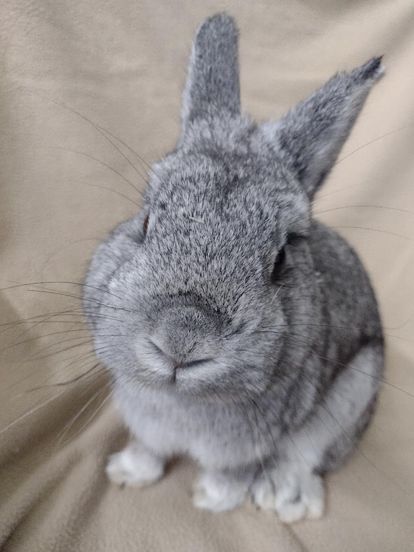 Enlarge Static, a Adoptable Netherland Dwarf in Plymouth, MI image 2/4
