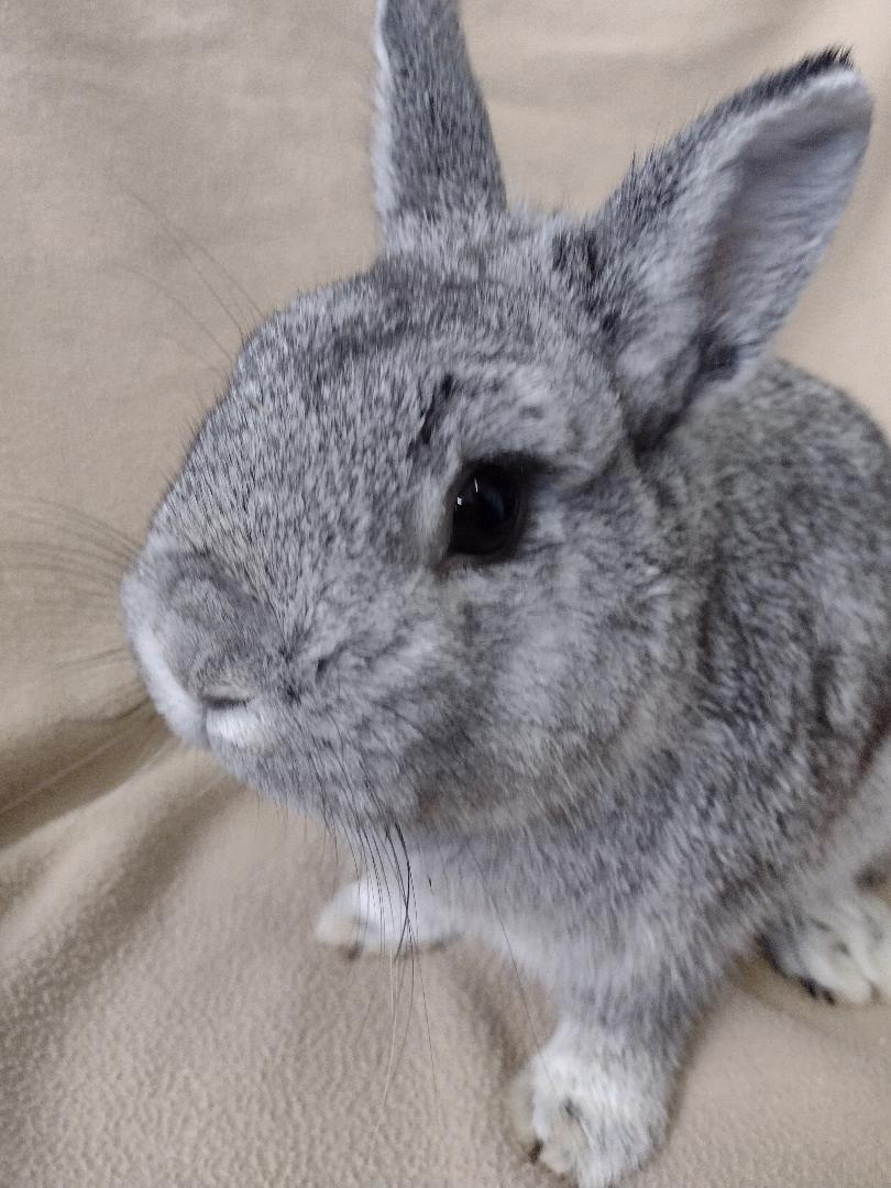 Enlarge Static, a Adoptable Netherland Dwarf in Plymouth, MI image 4/4