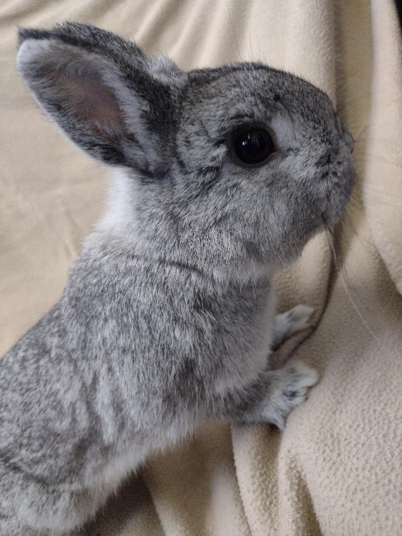 Enlarge Static, a Adoptable Netherland Dwarf in Plymouth, MI image 3/4