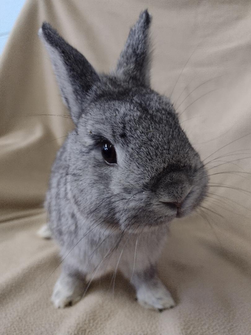 Static, Adoptable, Adult Male Netherland Dwarf.
