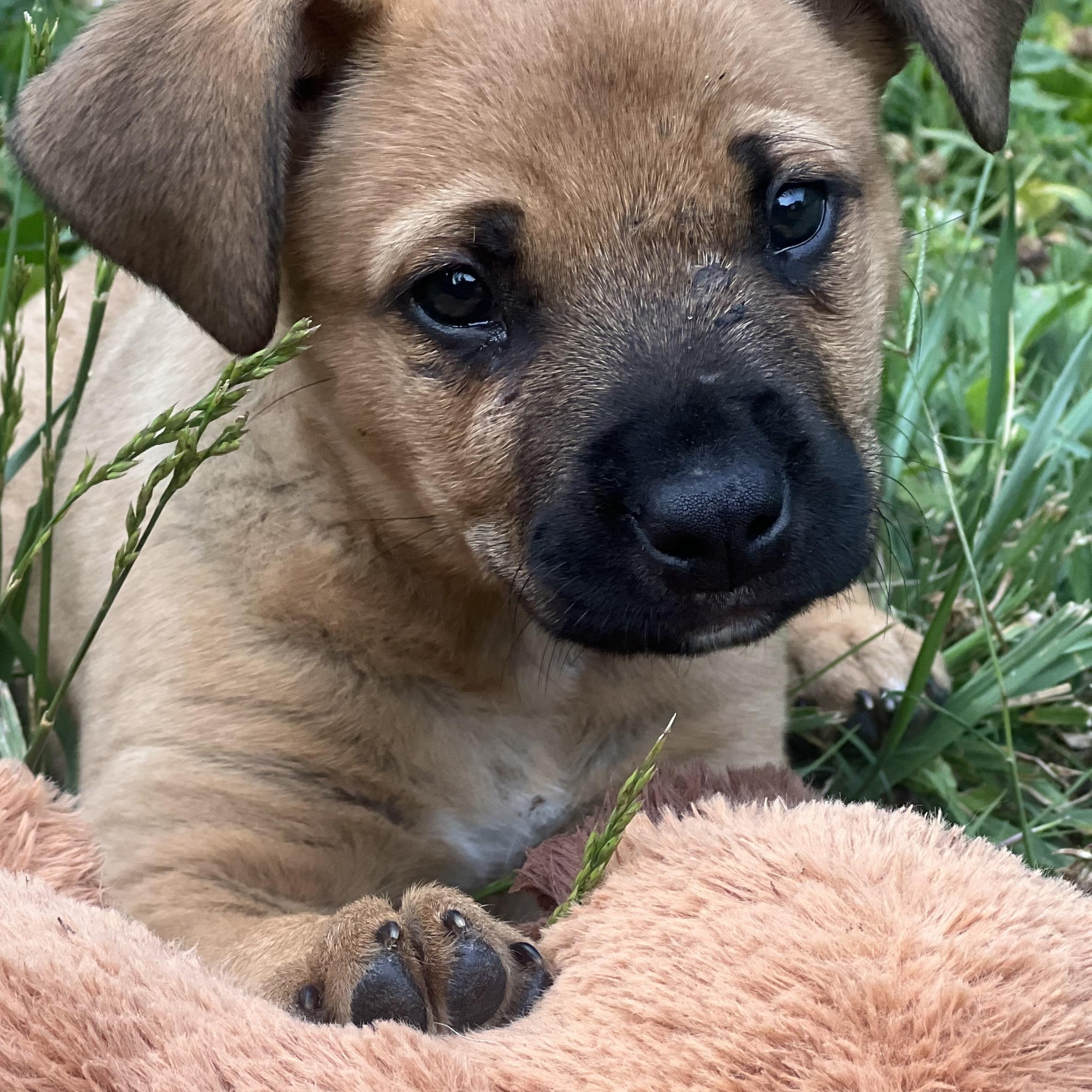 Enlarge Maizey, a Adoptable mixed breed in Charlotte, NC image 2/4