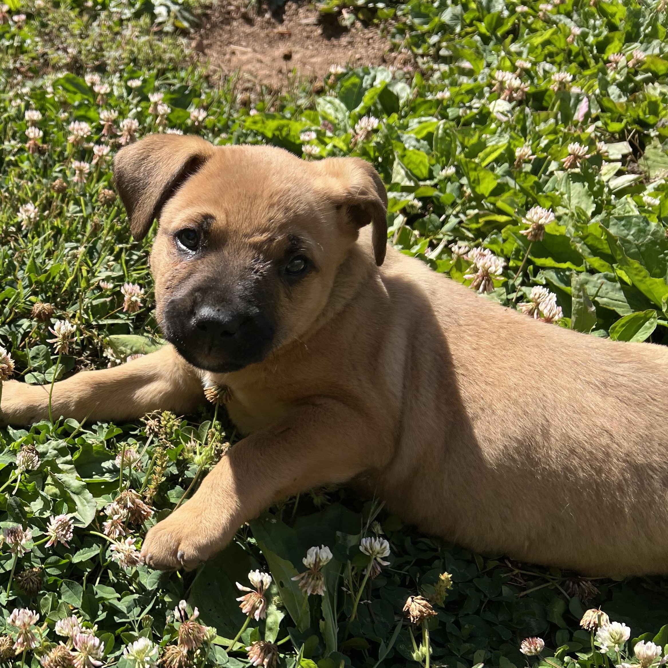 Enlarge Maizey, a Adoptable mixed breed in Charlotte, NC image 4/4