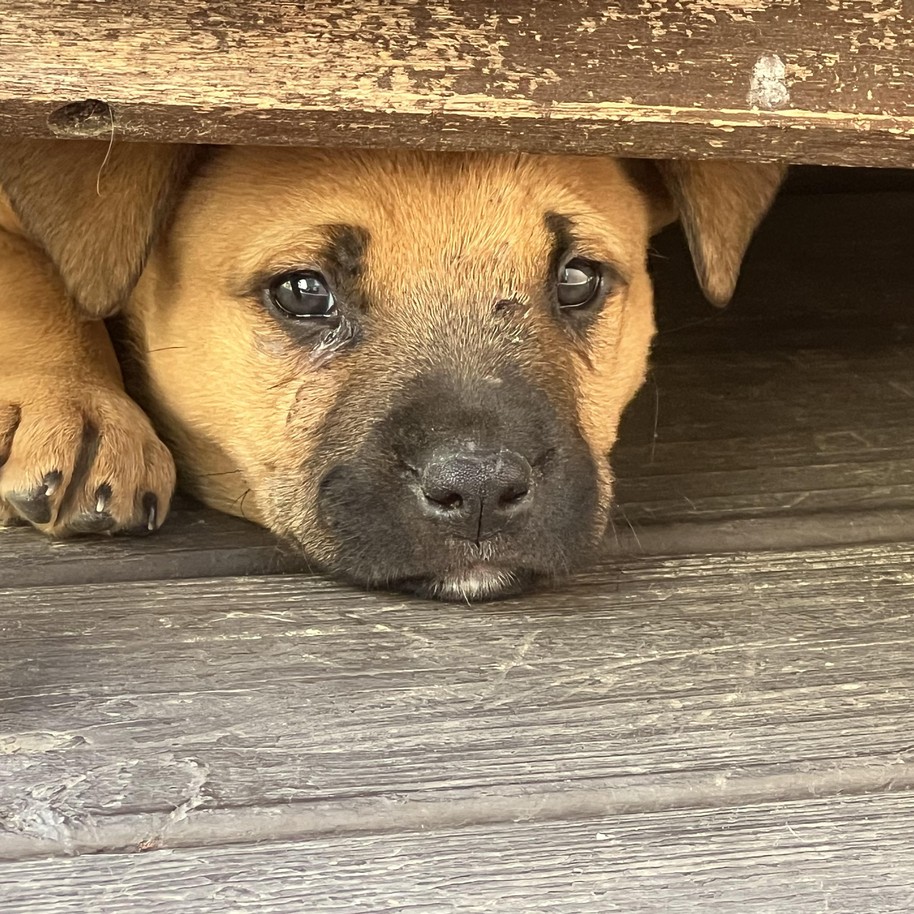 Enlarge Maizey, a Adoptable mixed breed in Charlotte, NC image 3/4