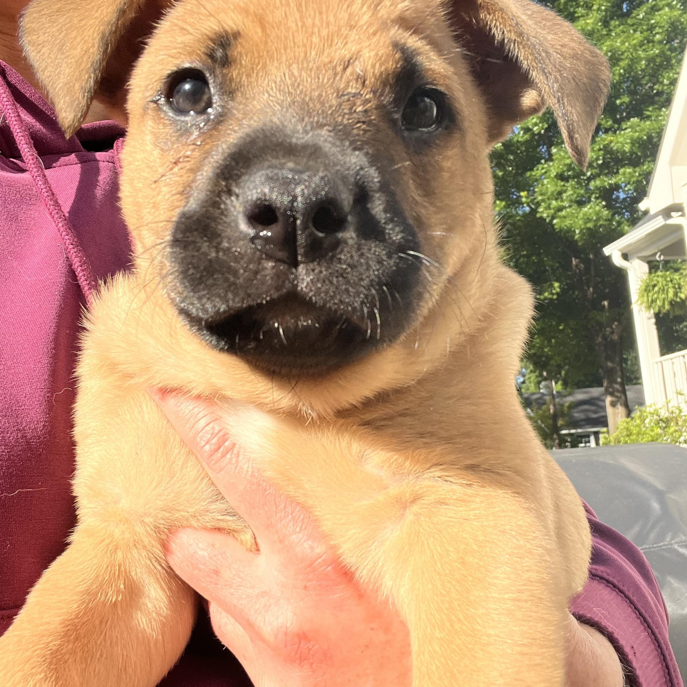 Enlarge Maizey, a Adoptable mixed breed in Charlotte, NC image 1/4