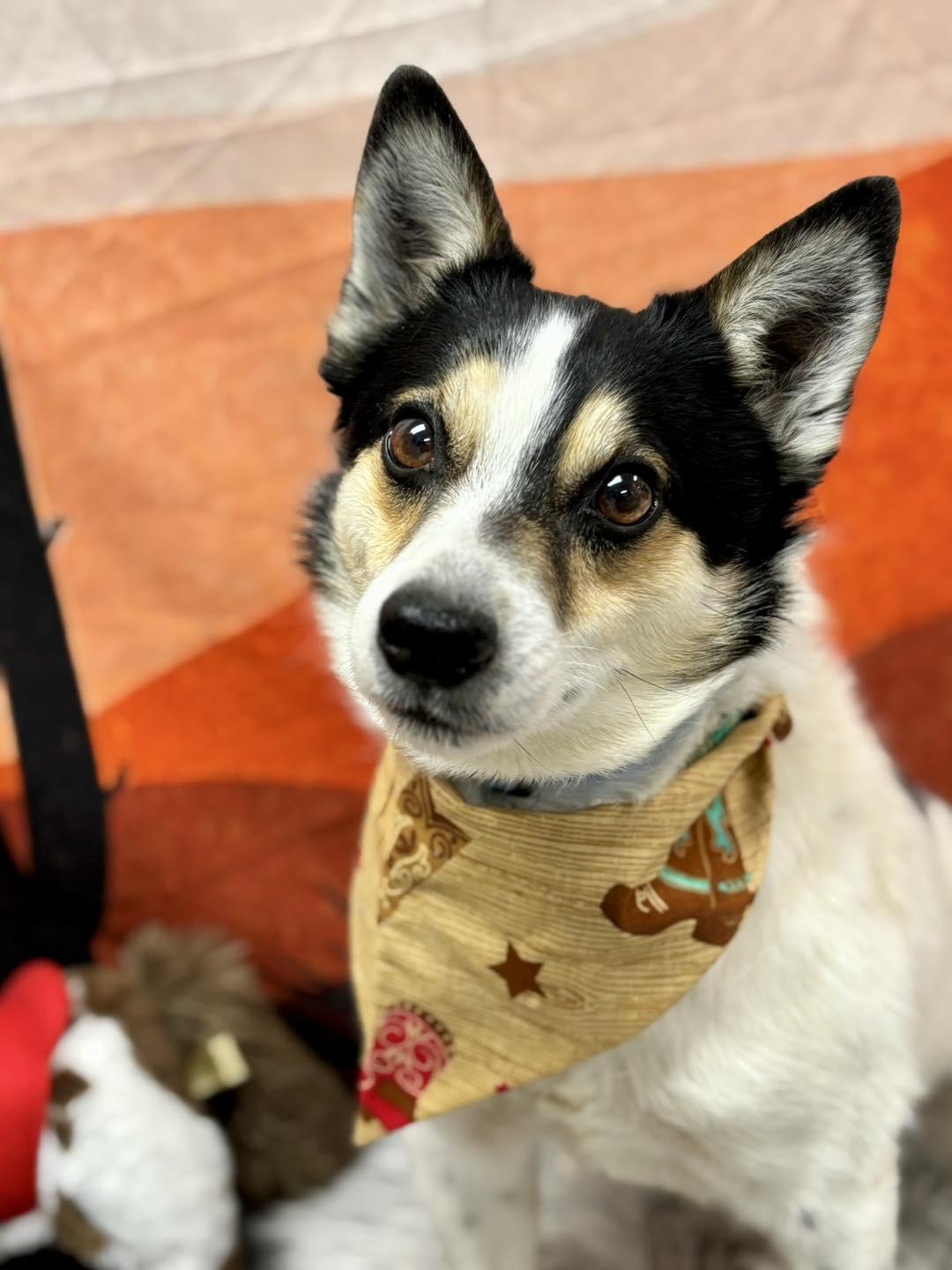 Randy, an adopted Mixed Breed in Effingham, IL image 3/4