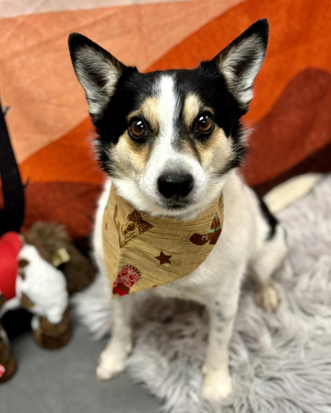 Randy, an adopted Mixed Breed in Effingham, IL image 2/4