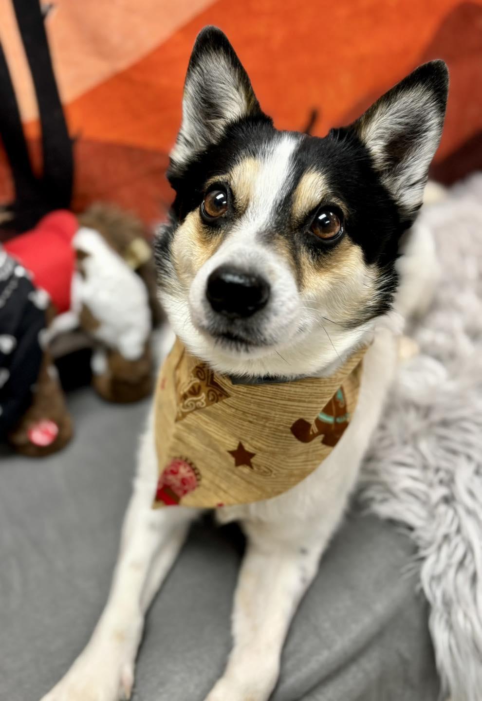 Randy, adopted, Adult Male Mixed Breed.