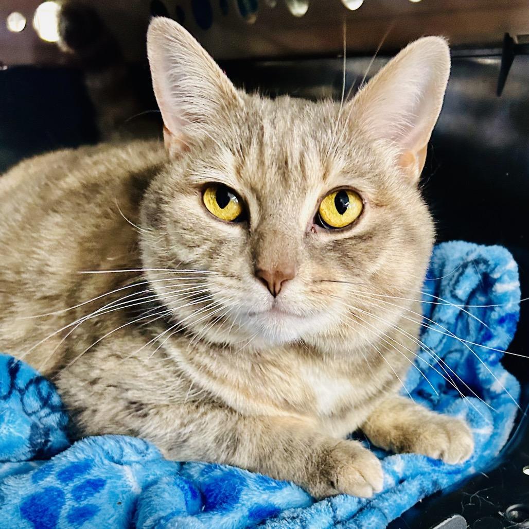Enlarge Serenity (Ithaca Petsmart), a Adoptable Domestic Short Hair in East Smithfield , PA image 2/6