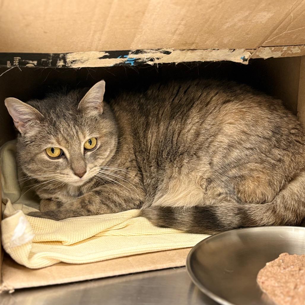 Enlarge Serenity (Ithaca Petsmart), a Adoptable Domestic Short Hair in East Smithfield , PA image 3/6