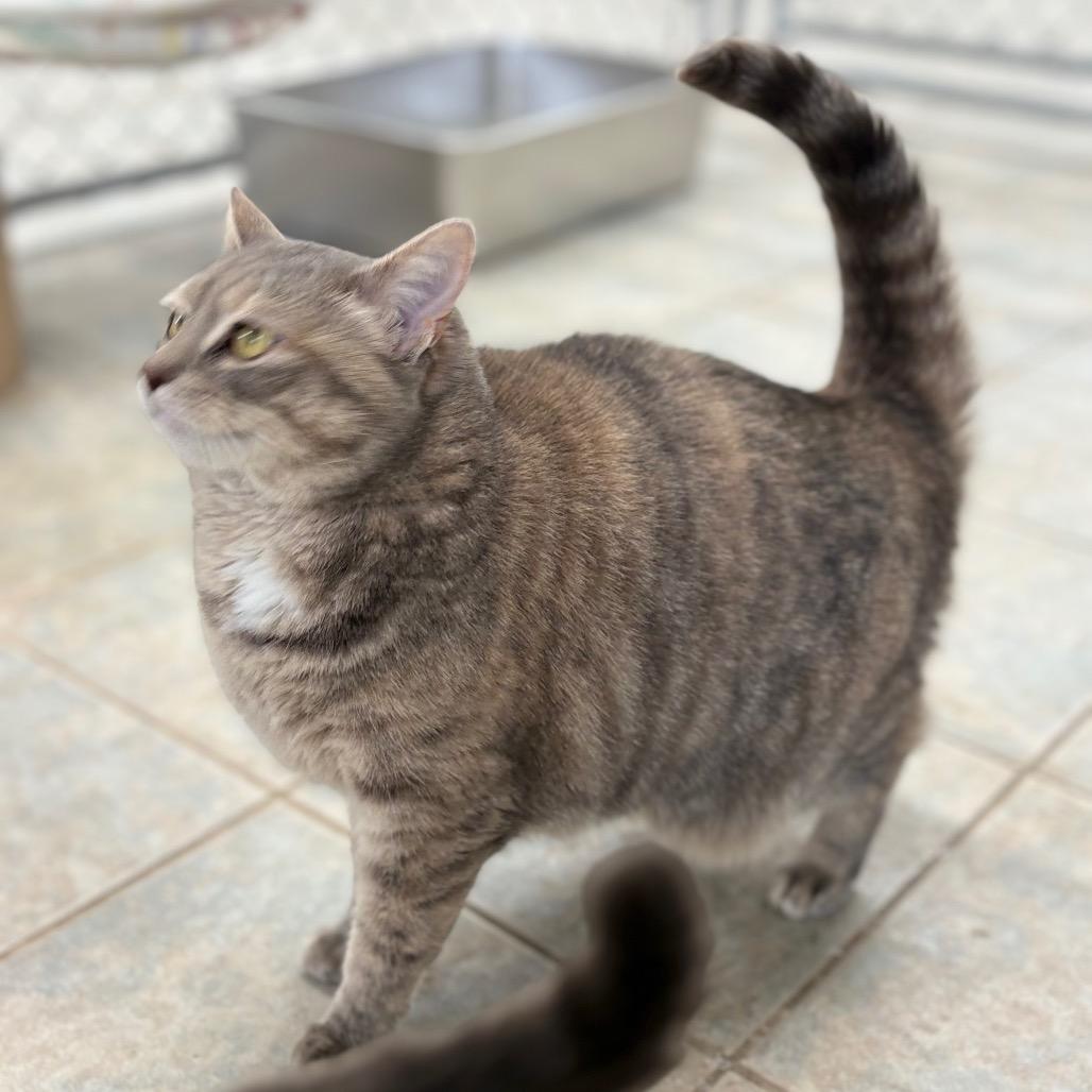 Enlarge Serenity (Ithaca Petsmart), a Adoptable Domestic Short Hair in East Smithfield , PA image 4/6