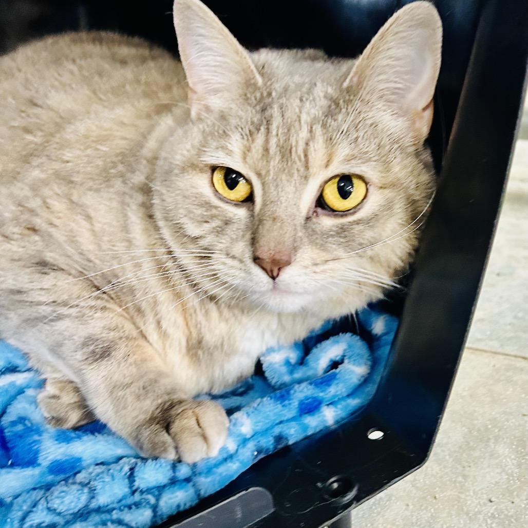 Enlarge Serenity (Ithaca Petsmart), a Adoptable Domestic Short Hair in East Smithfield , PA image 5/6