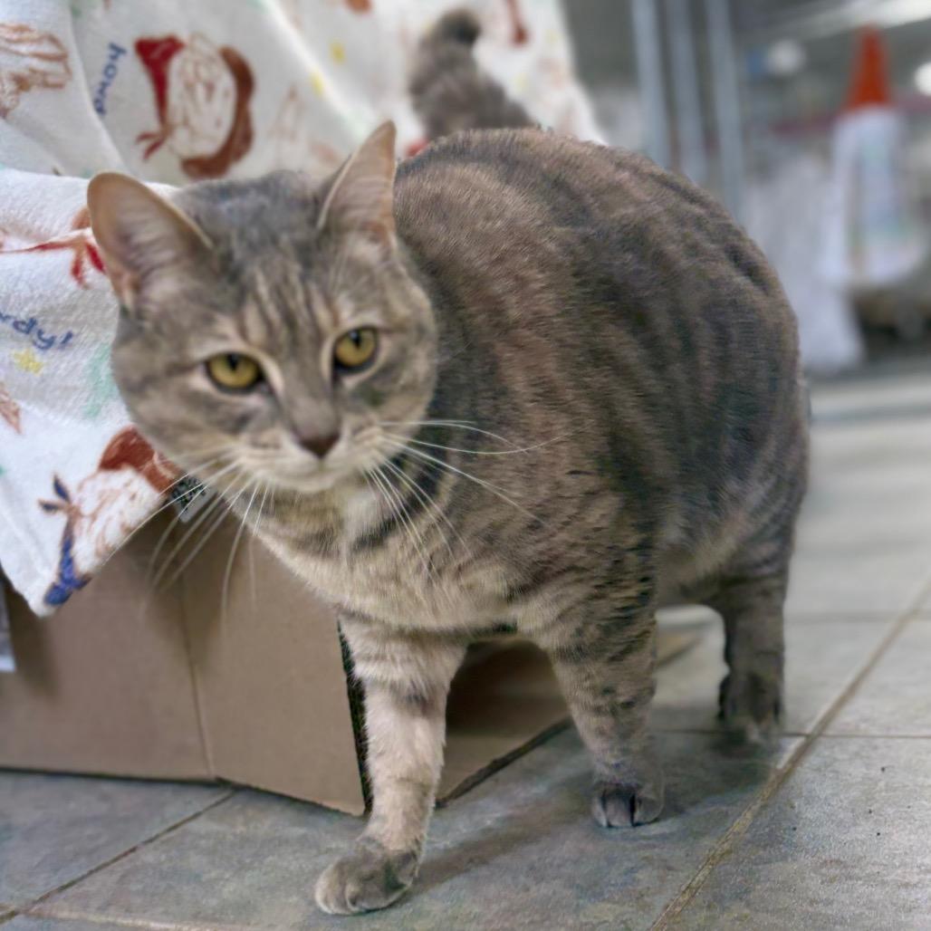 Enlarge Serenity (Ithaca Petsmart), a Adoptable Domestic Short Hair in East Smithfield , PA image 6/6