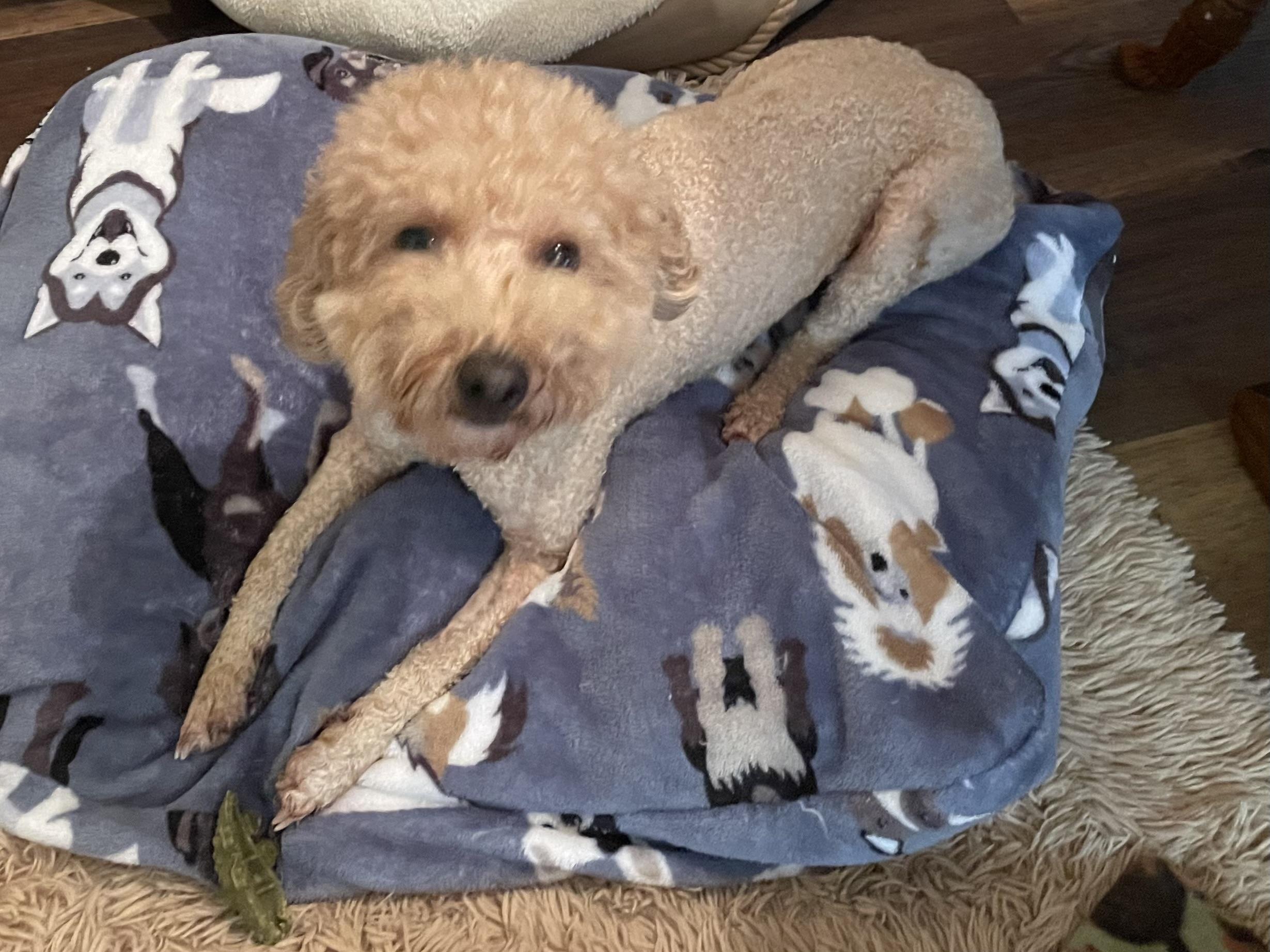 Enlarge Pumpkin in Texarkana TX, a Adoptable Miniature Poodle in Texarkana, TX image 2/6
