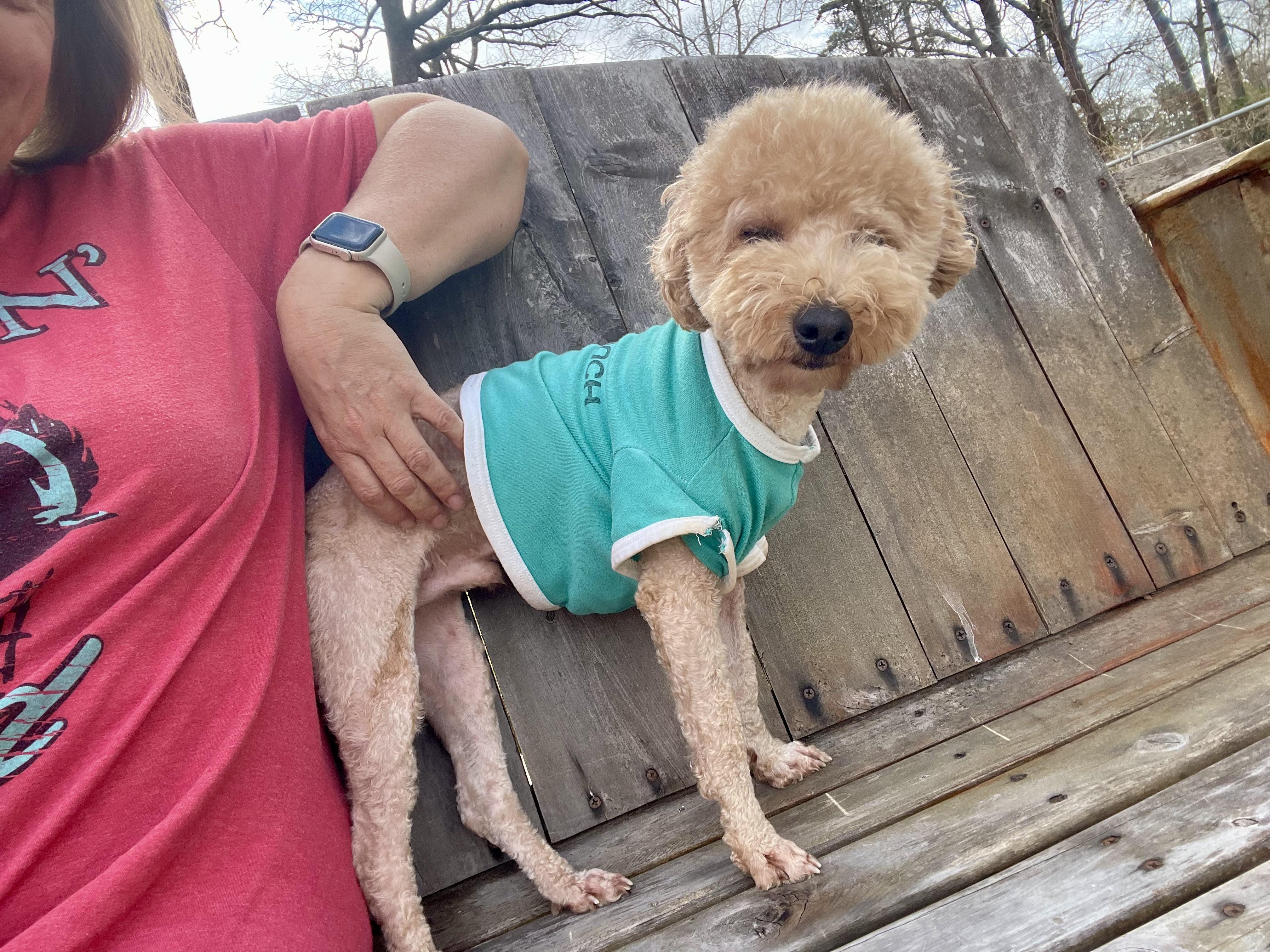 Enlarge Pumpkin in Texarkana TX, a Adoptable Miniature Poodle in Texarkana, TX image 5/6