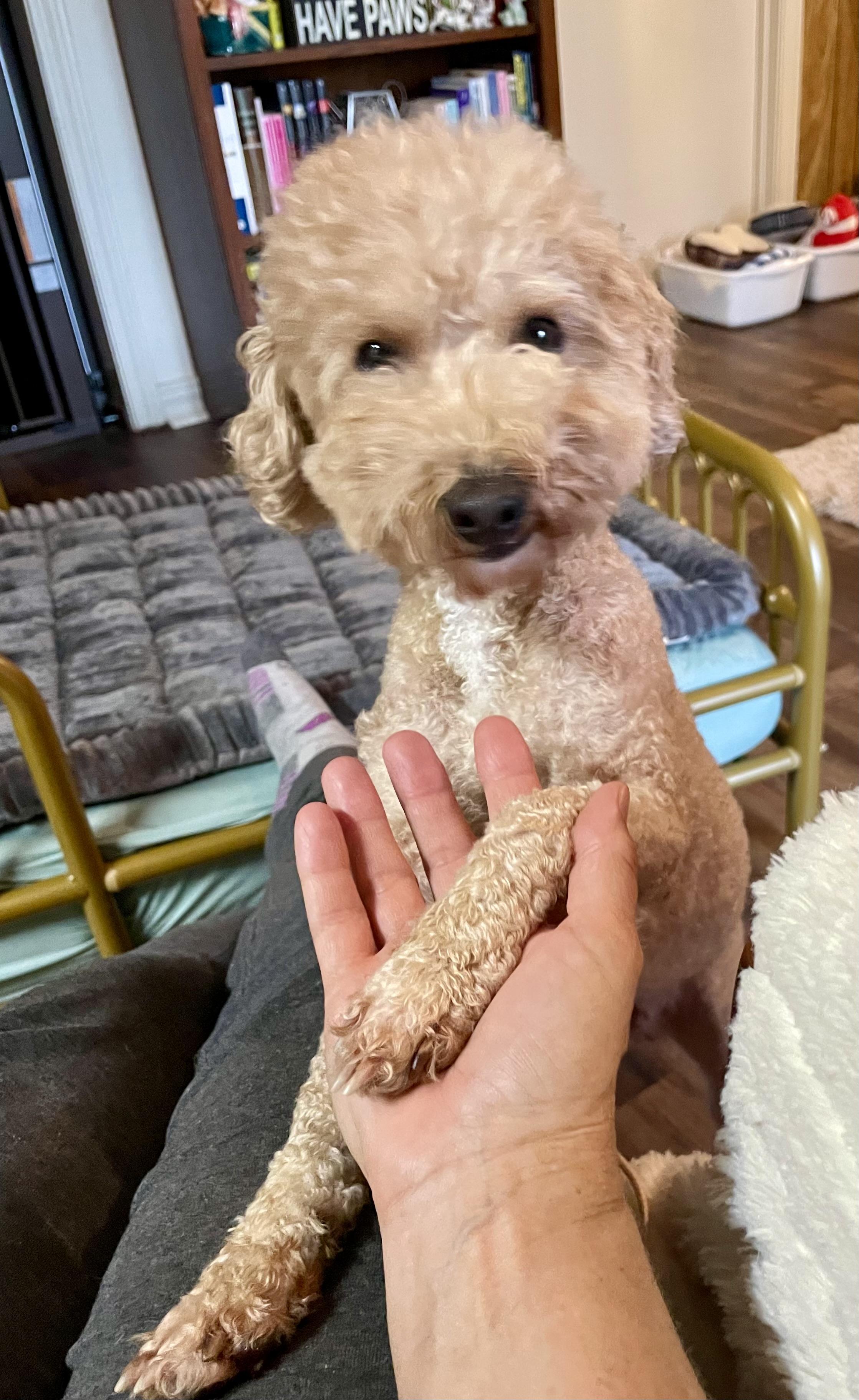 Pumpkin in Texarkana TX, Adoptable, Adult Male Miniature Poodle.