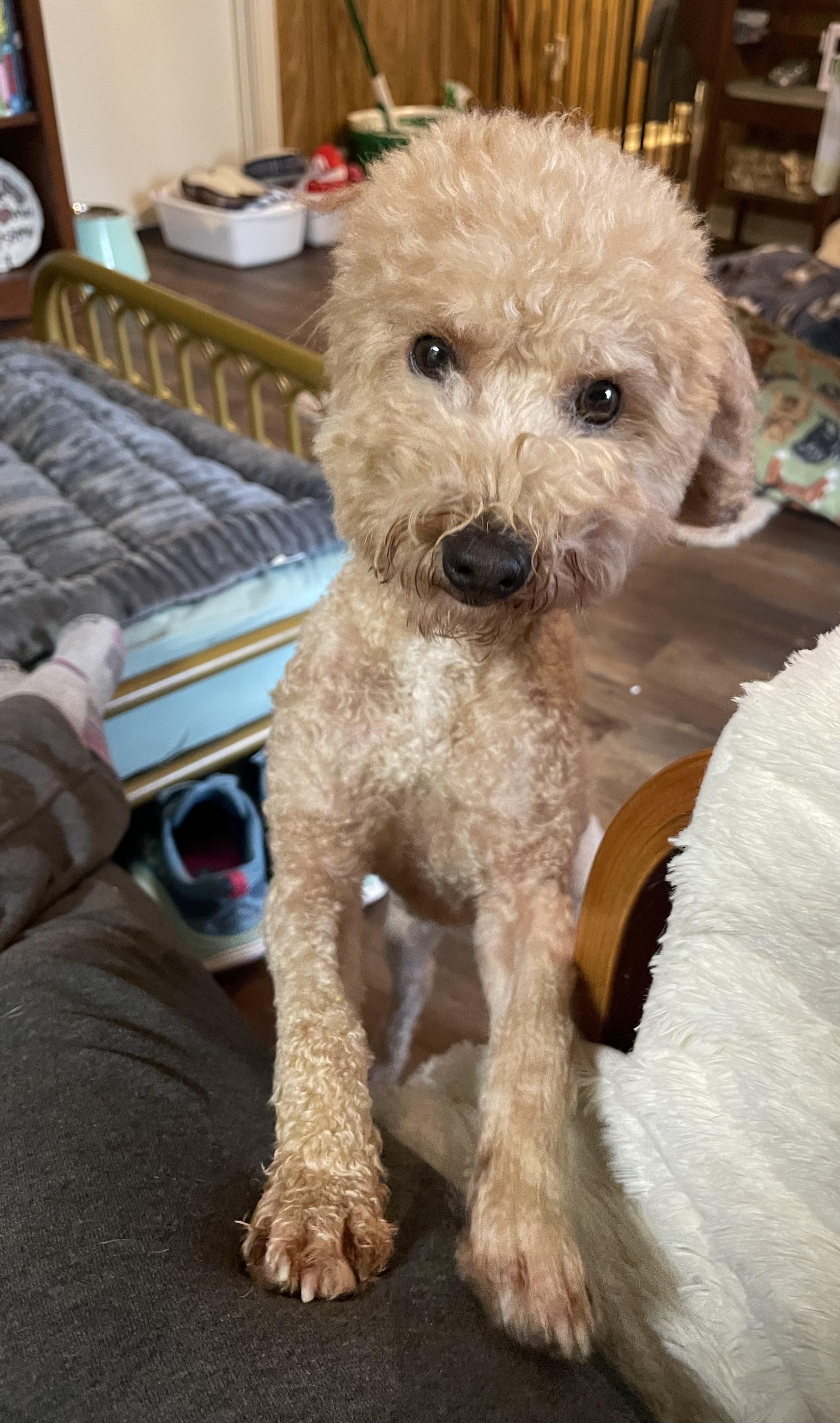 Enlarge Pumpkin in Texarkana TX, a Adoptable Miniature Poodle in Texarkana, TX image 3/6
