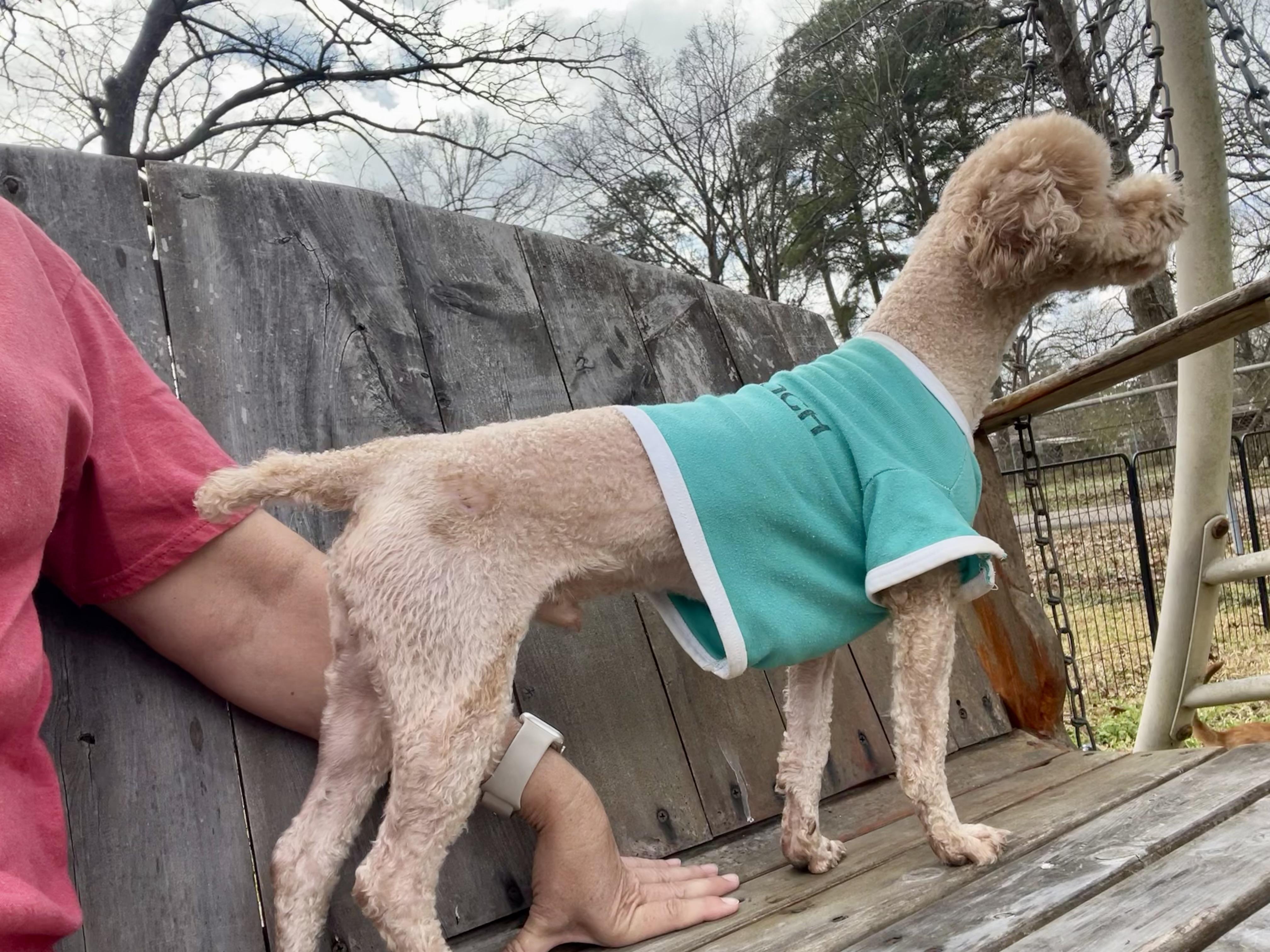 Enlarge Pumpkin in Texarkana TX, a Adoptable Miniature Poodle in Texarkana, TX image 4/6