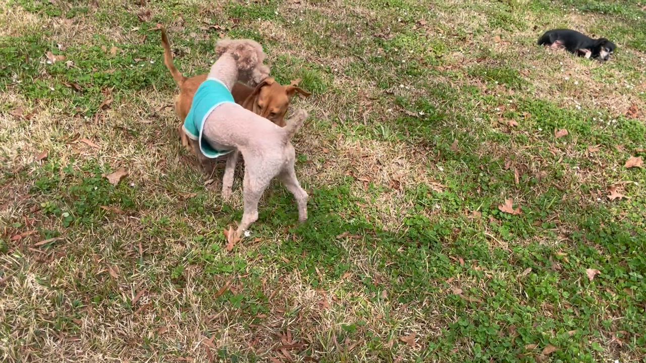 Enlarge Pumpkin in Texarkana TX, a Adoptable Miniature Poodle in Texarkana, TX video 6/6