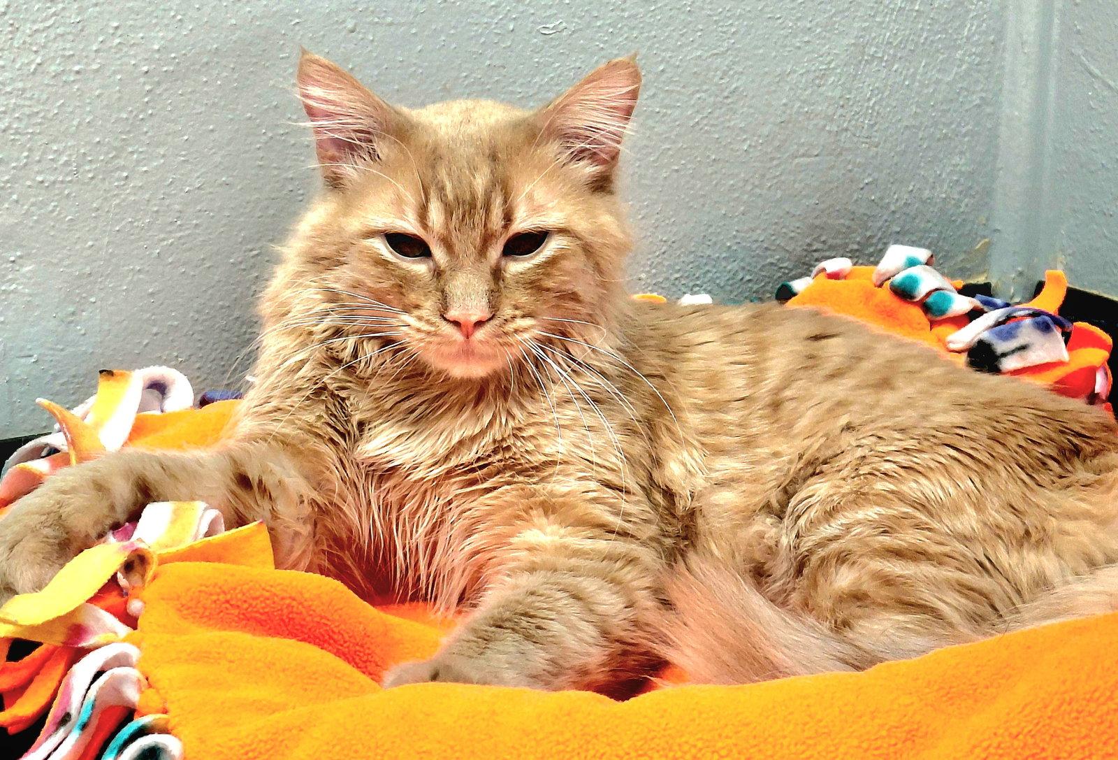 Vince @ The Cat's Brew, Adoptable, Adult Male Domestic Short Hair.