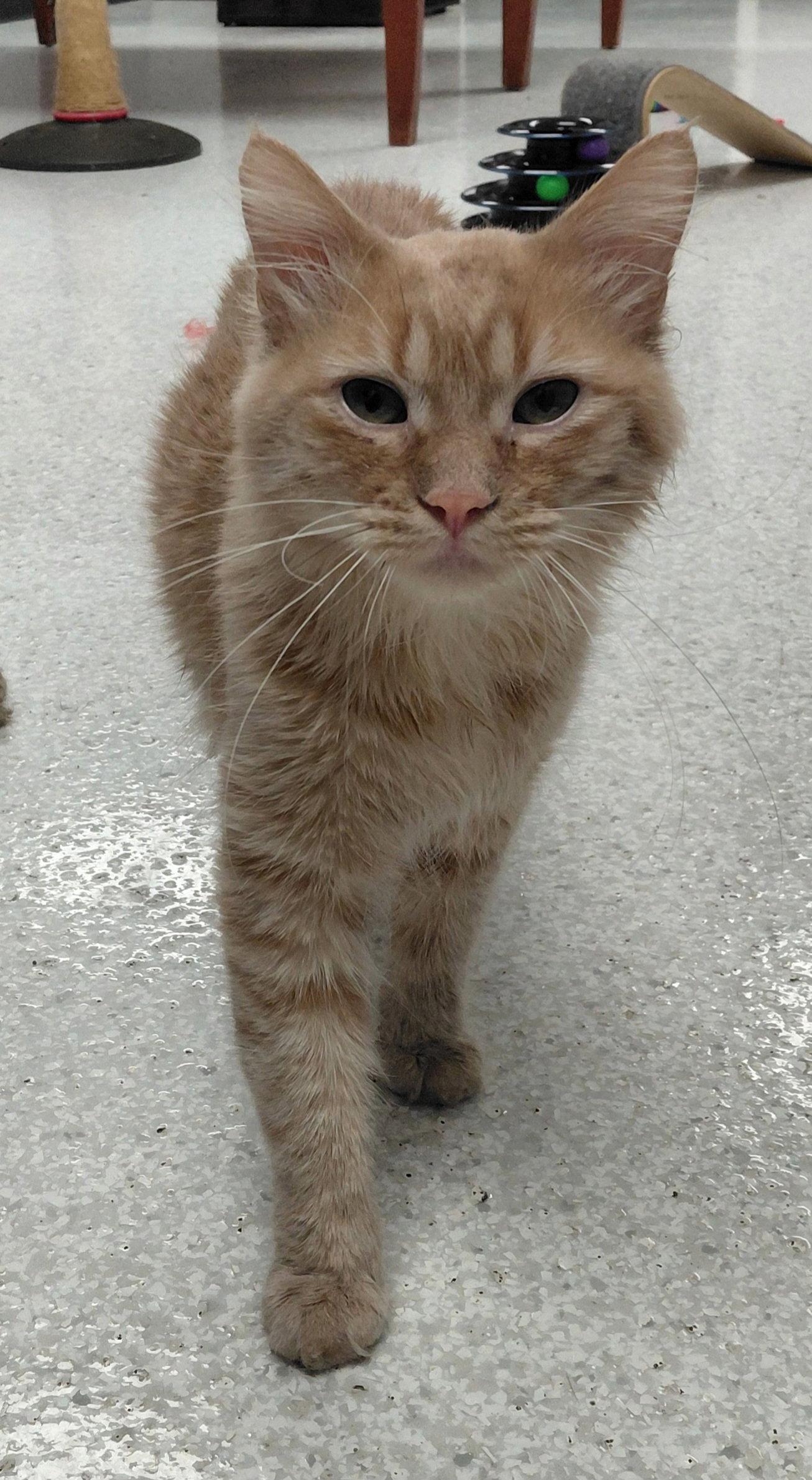 Vince @ The Cat's Brew, a Adoptable Domestic Short Hair in Montello, WI image 2/3