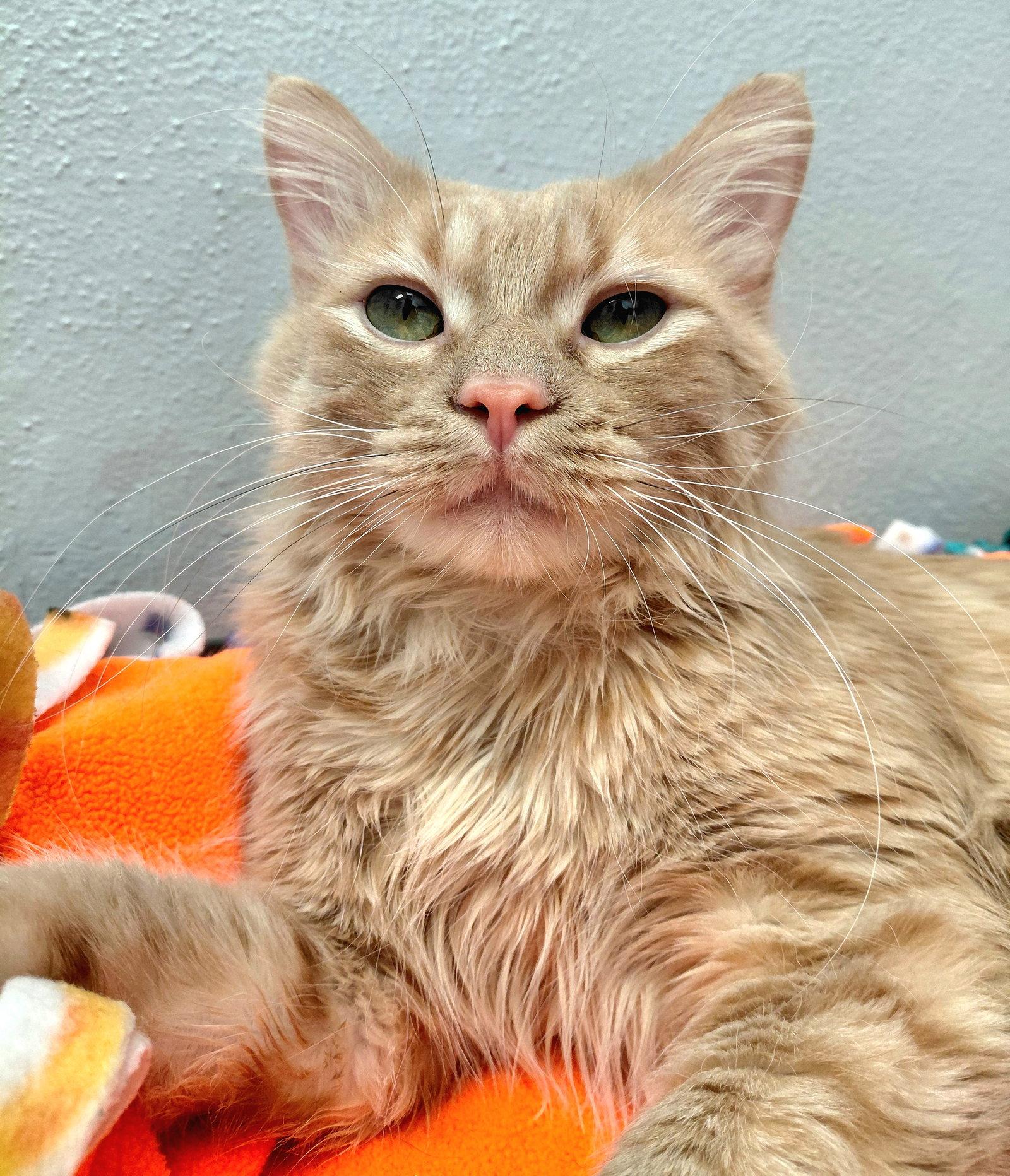 Vince @ The Cat's Brew, a Adoptable Domestic Short Hair in Montello, WI image 3/3